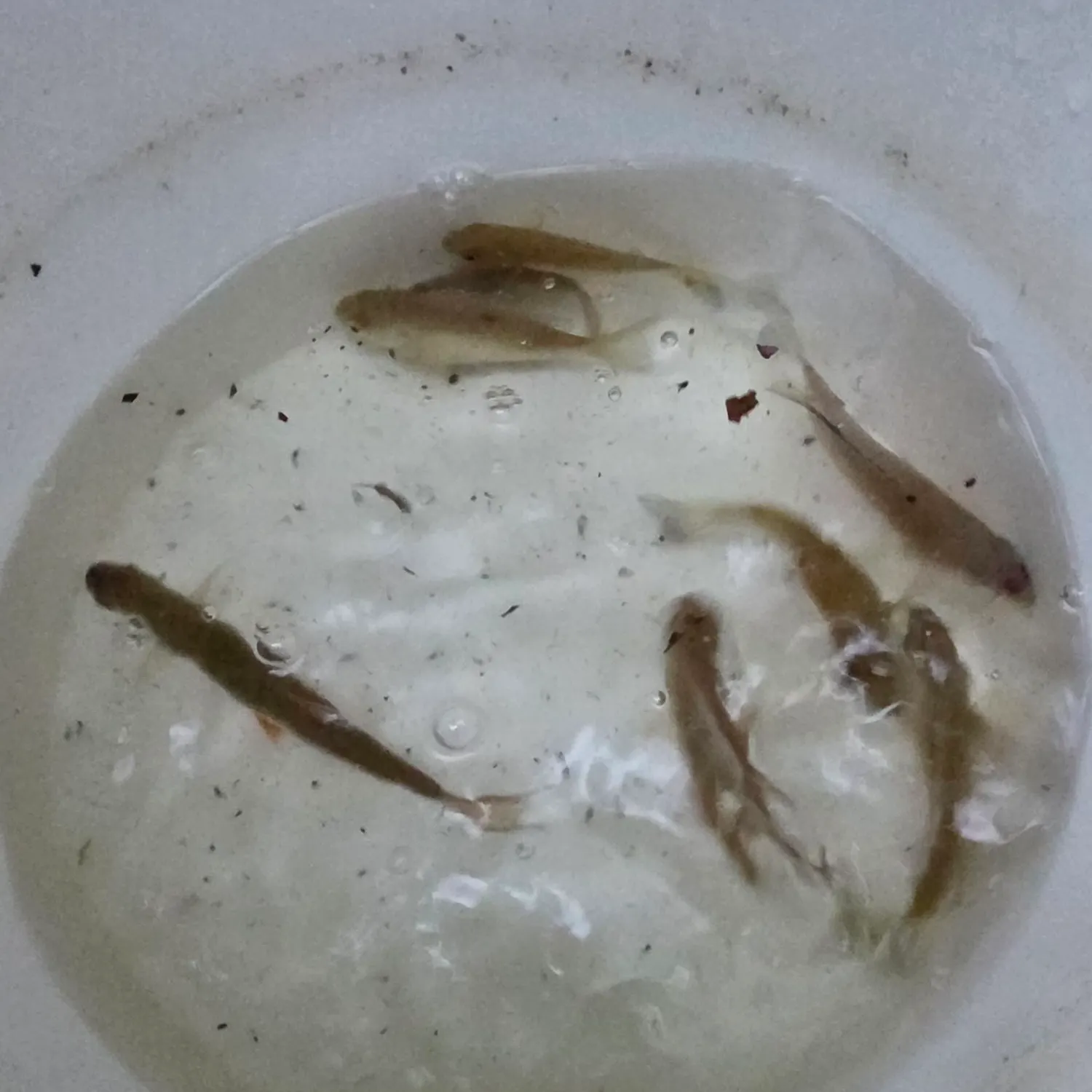 The most recent Golden shiner catches on Fishbrain