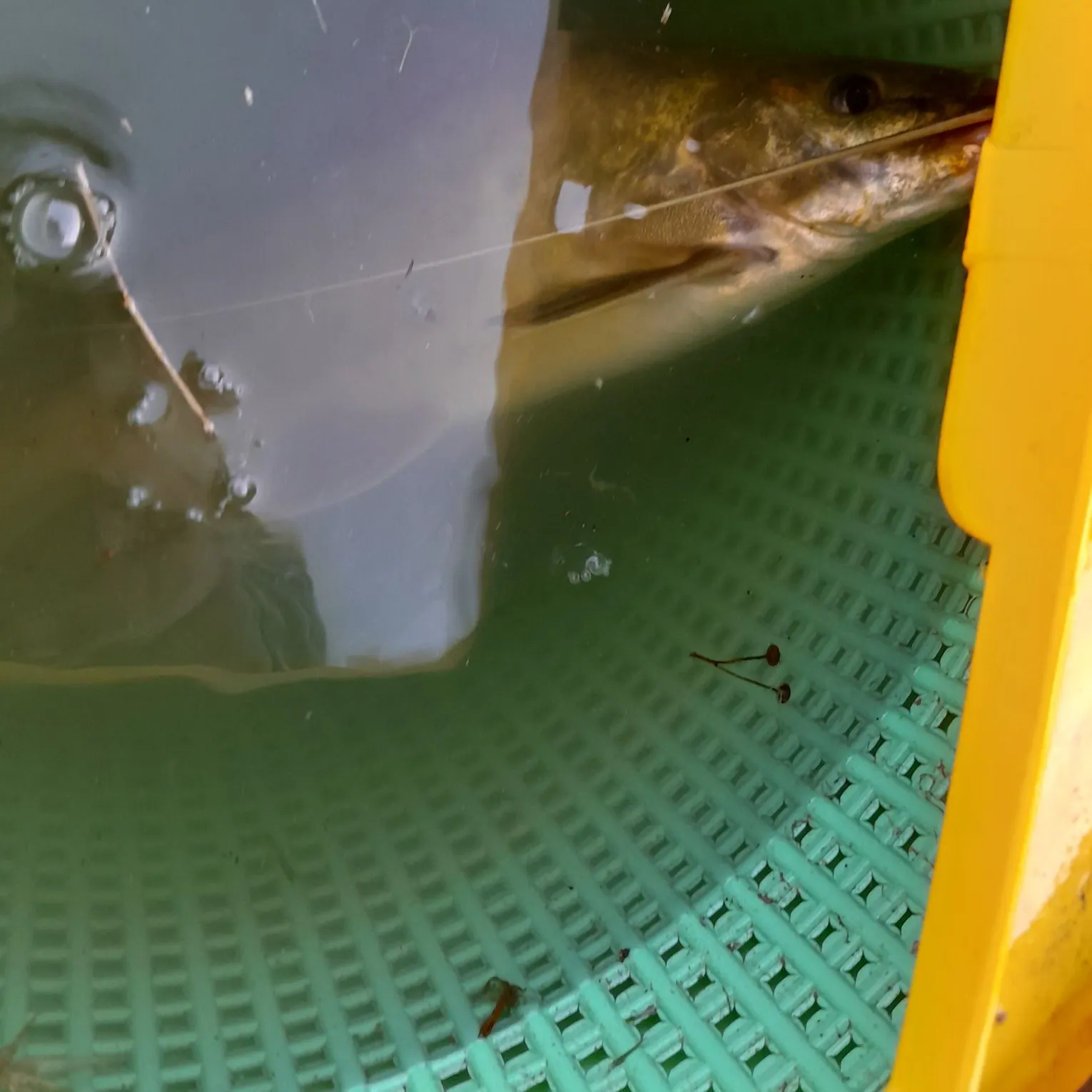 The most recent Spotted pimelodus catches on Fishbrain