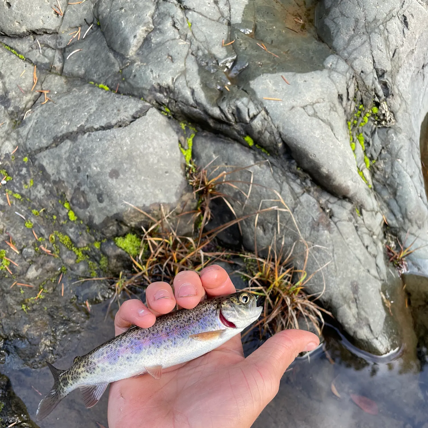 The most recent Bonneville cutthroat trout catches on Fishbrain