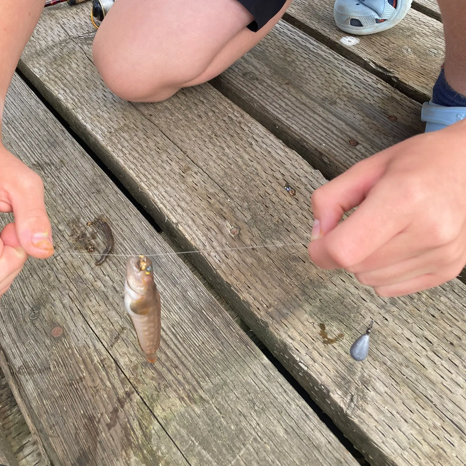 The most recent Shimofuri goby catches on Fishbrain
