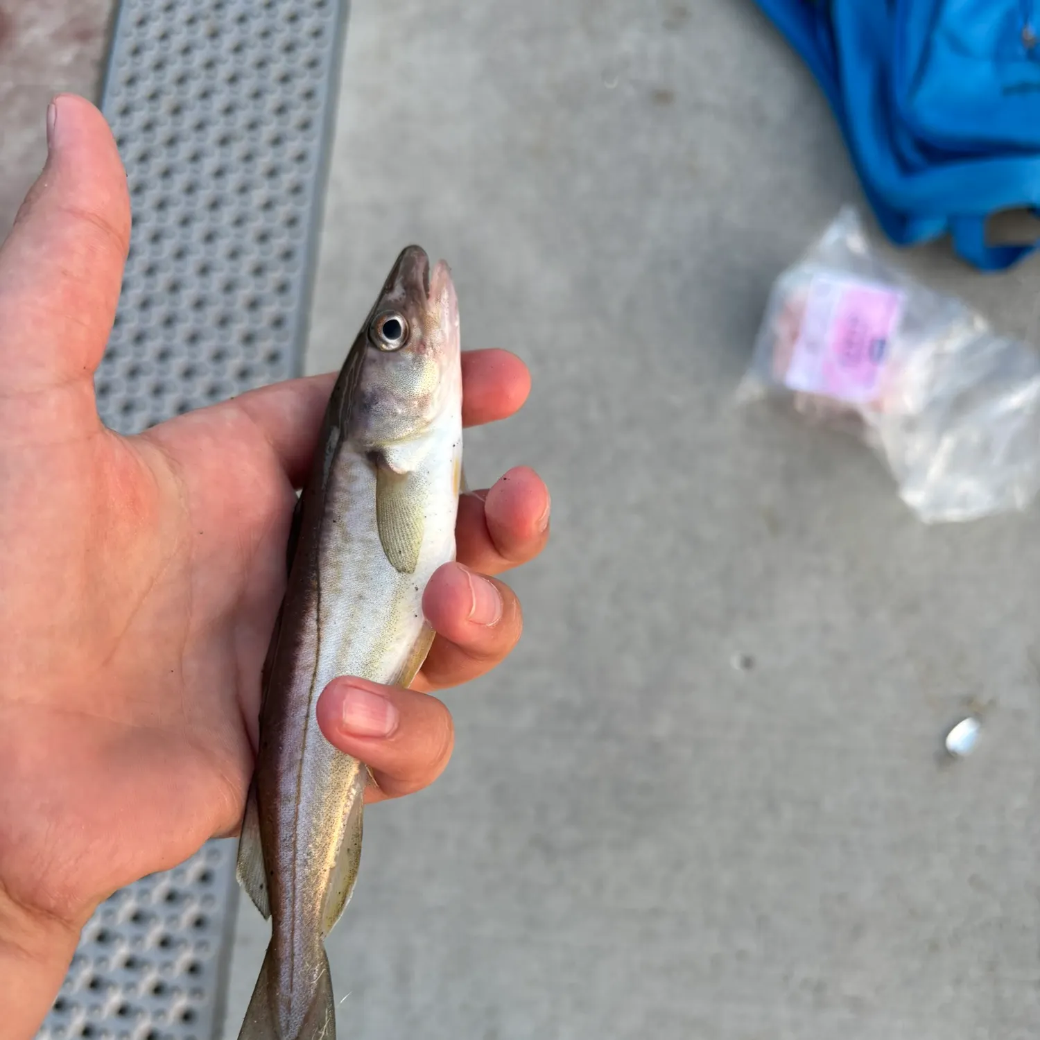 Whiting caught on Fishbrain