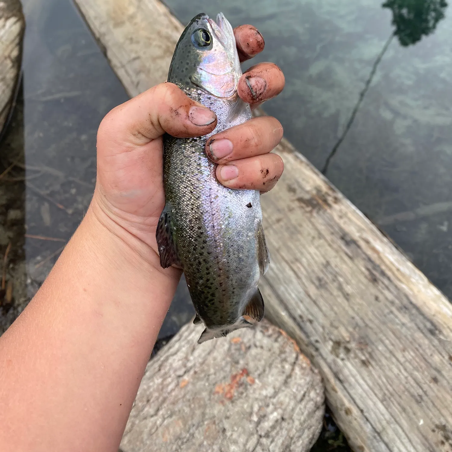 Rainbow trout caught on Fishbrain