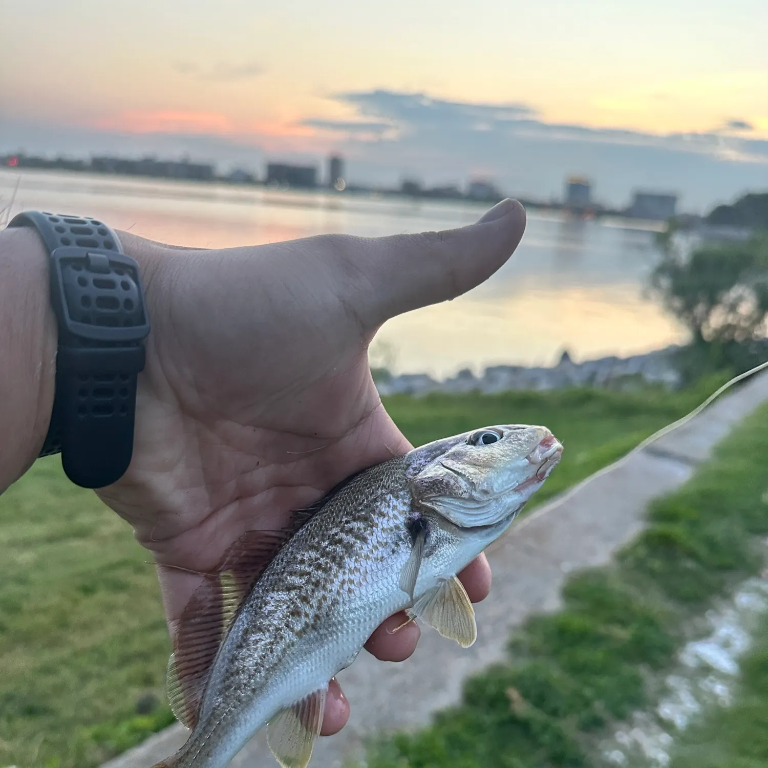 Atlantic croaker caught on Fishbrain