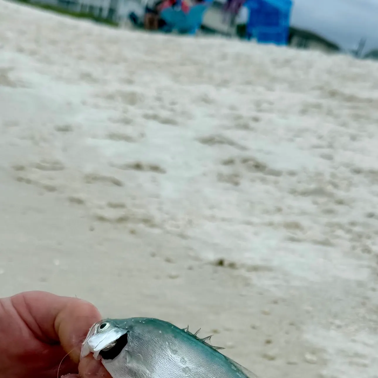The most recent Leatherjack catches on Fishbrain