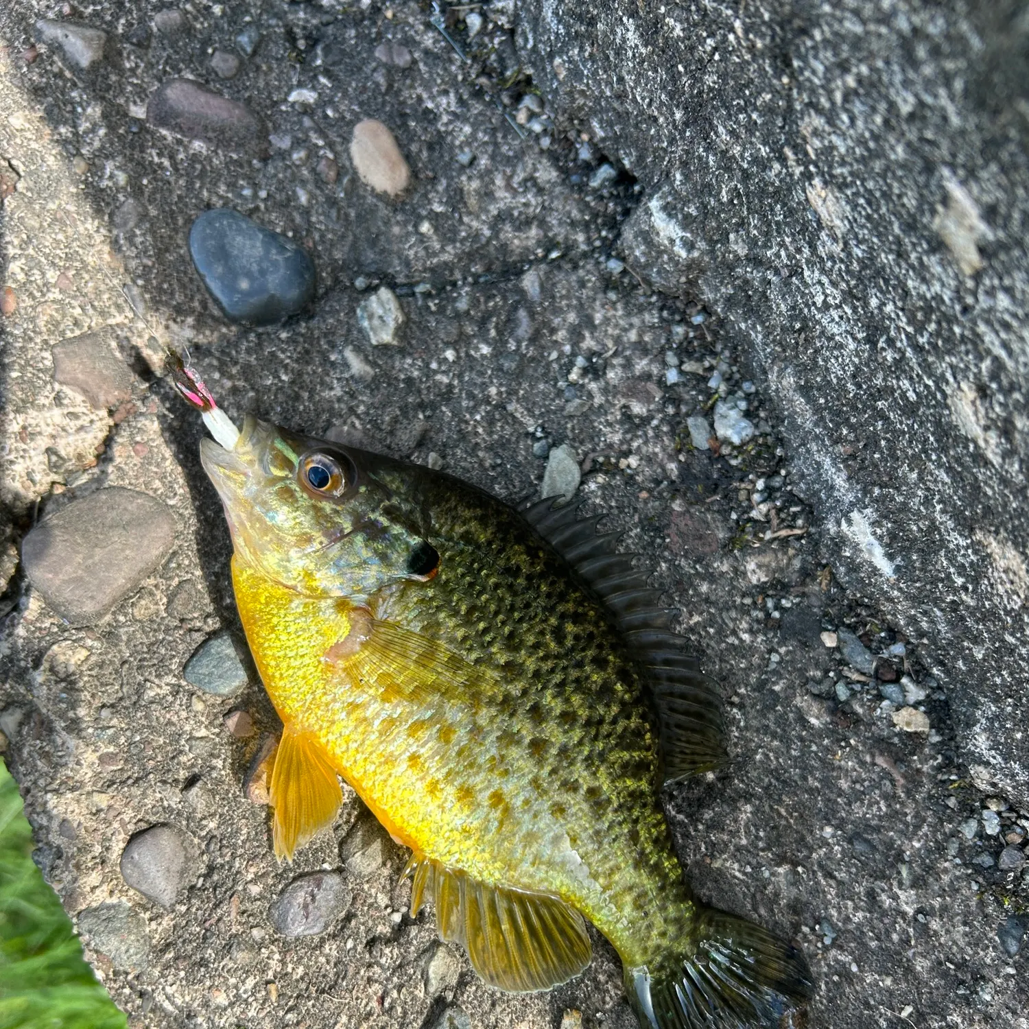 The most recent Pumpkingill hybrid catches on Fishbrain