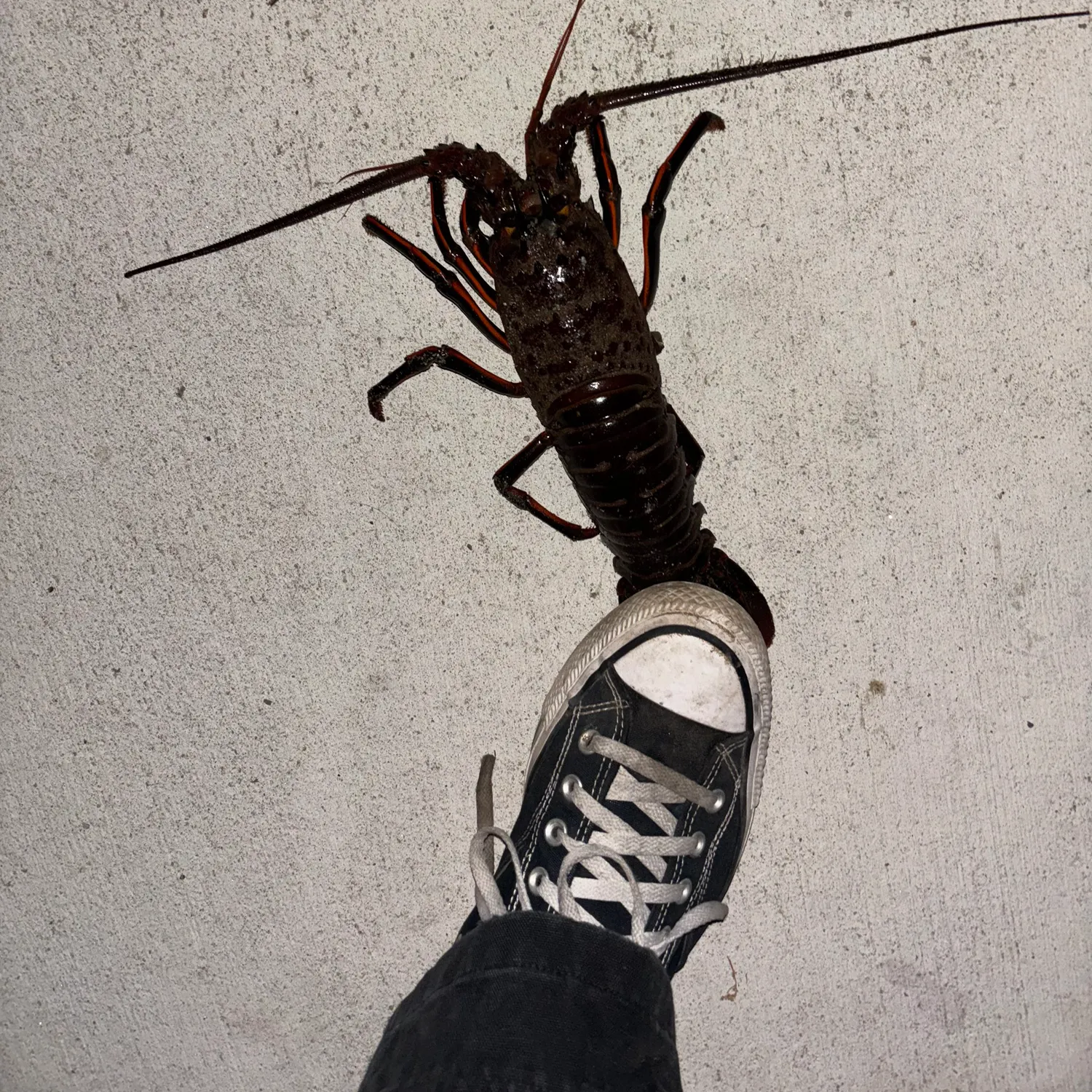 The most recent Banded spiny lobster catches on Fishbrain