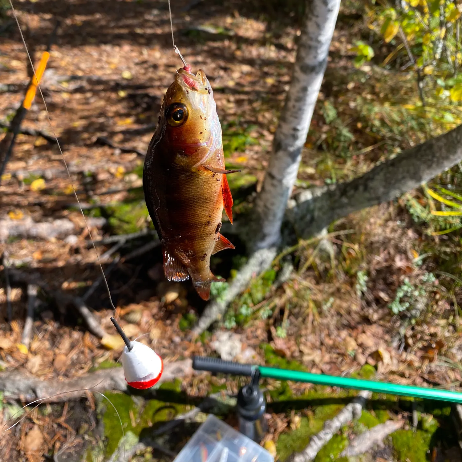 European perch caught on Fishbrain