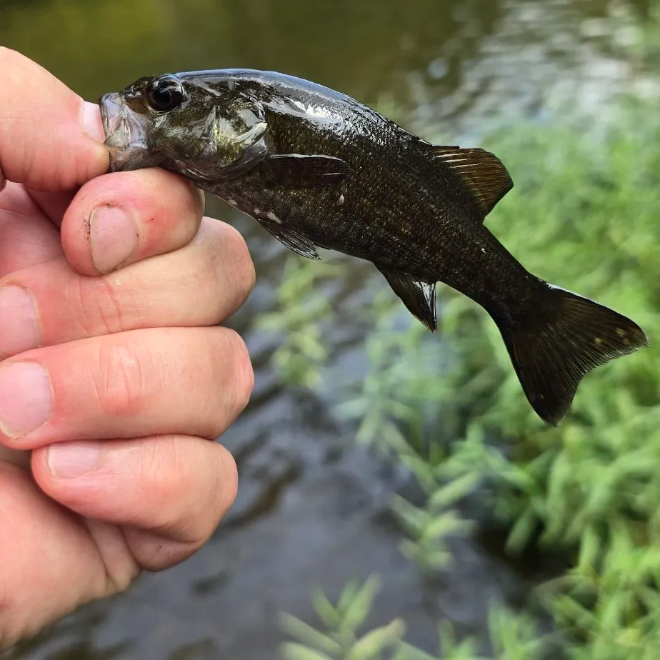 Smallmouth bass caught on Fishbrain