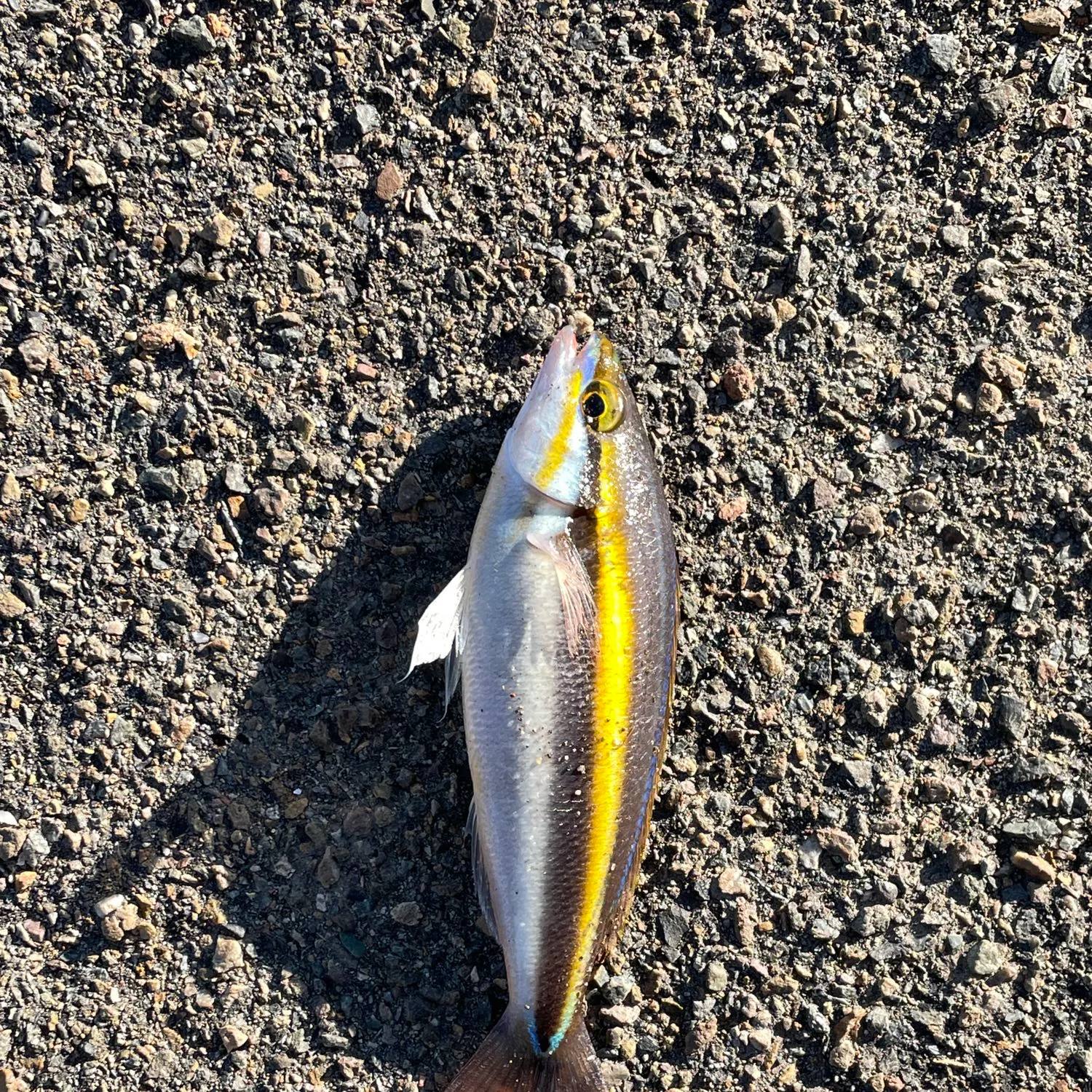 The most recent Paradise whiptail catches on Fishbrain