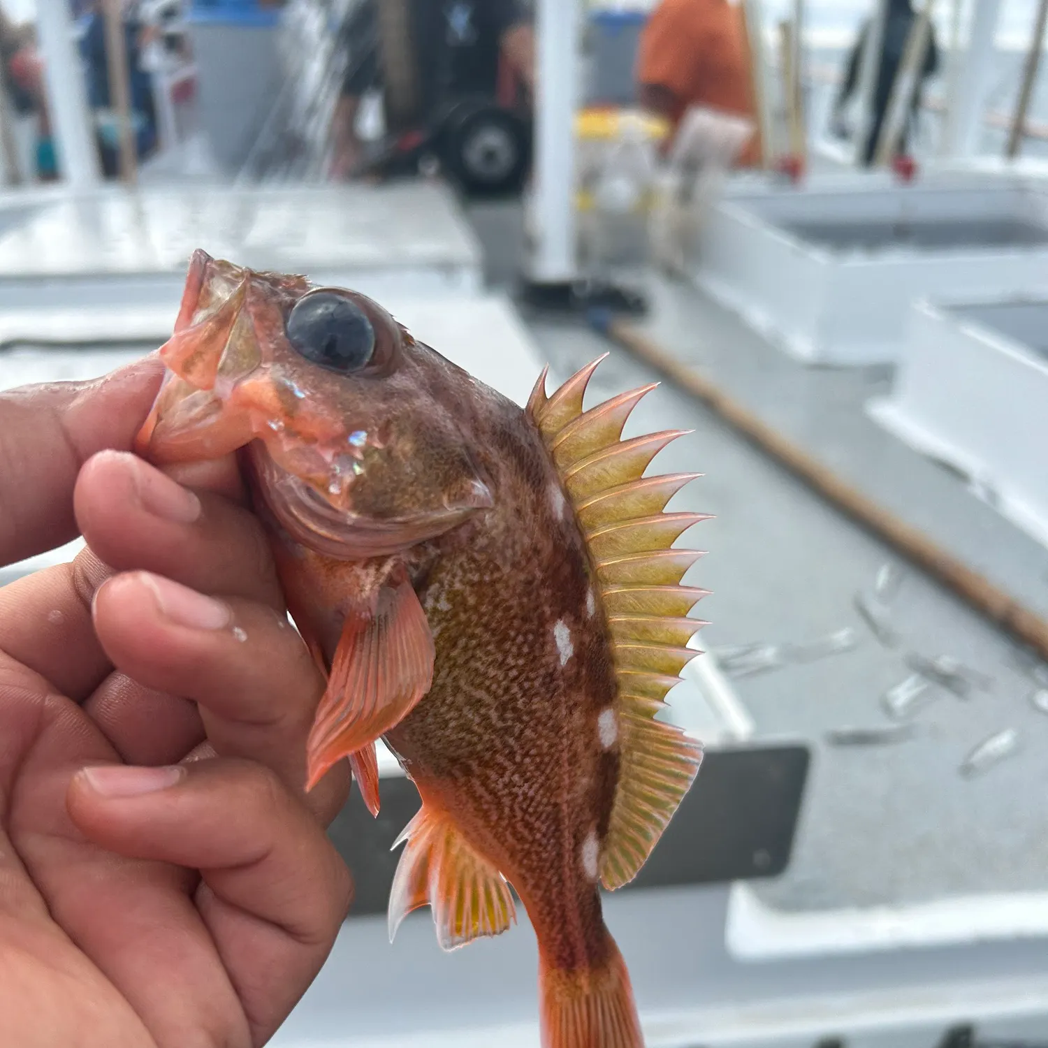 The most recent Rosy rockfish catches on Fishbrain