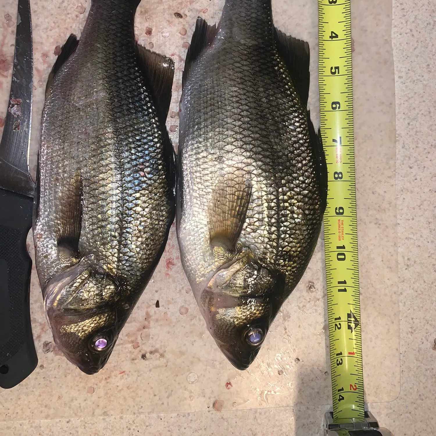 recently logged catches