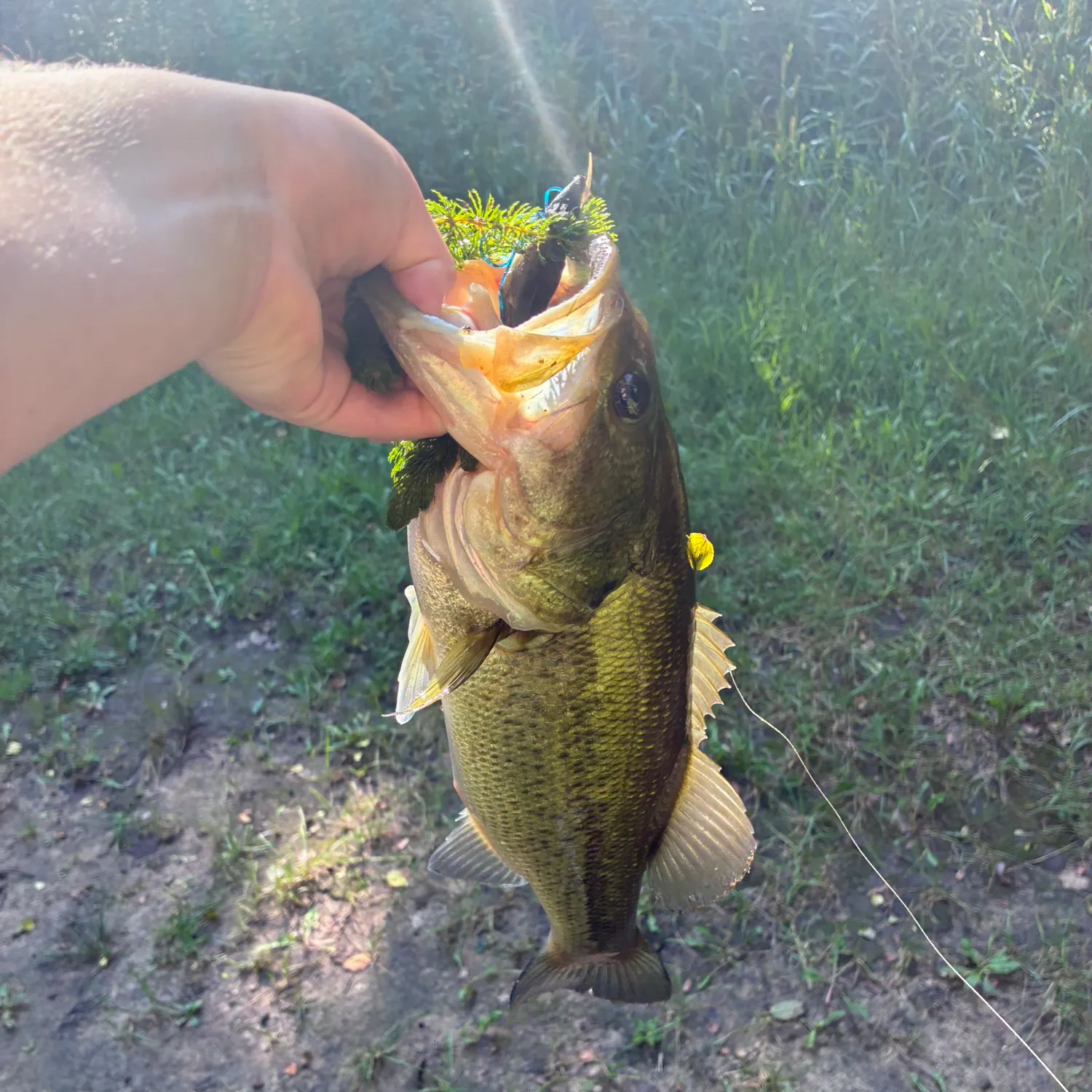 Largemouth bass caught on Fishbrain