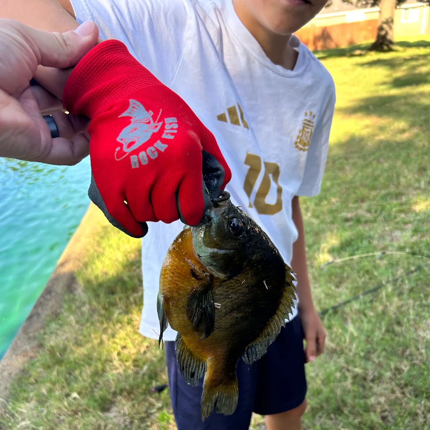 Redear sunfish caught on Fishbrain