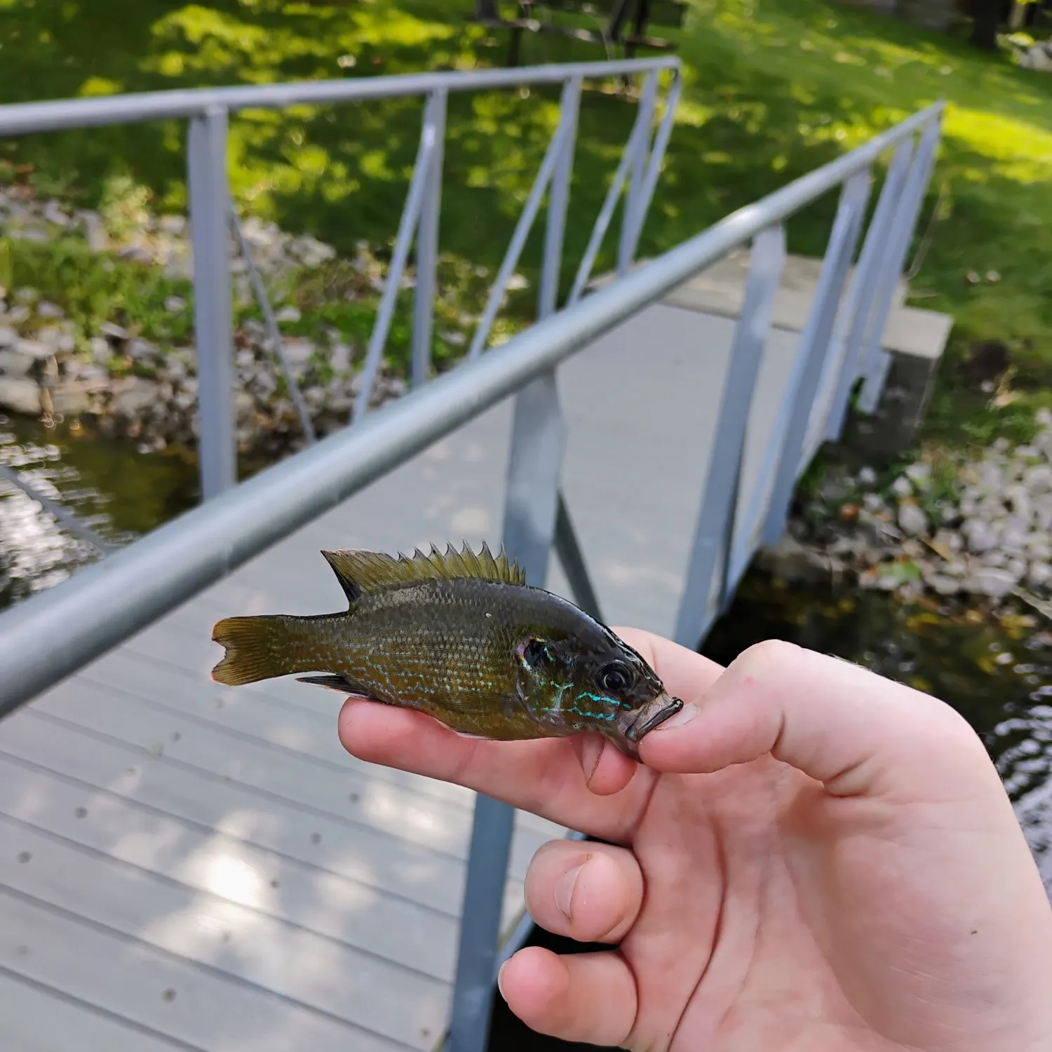 Rock bass caught on Fishbrain