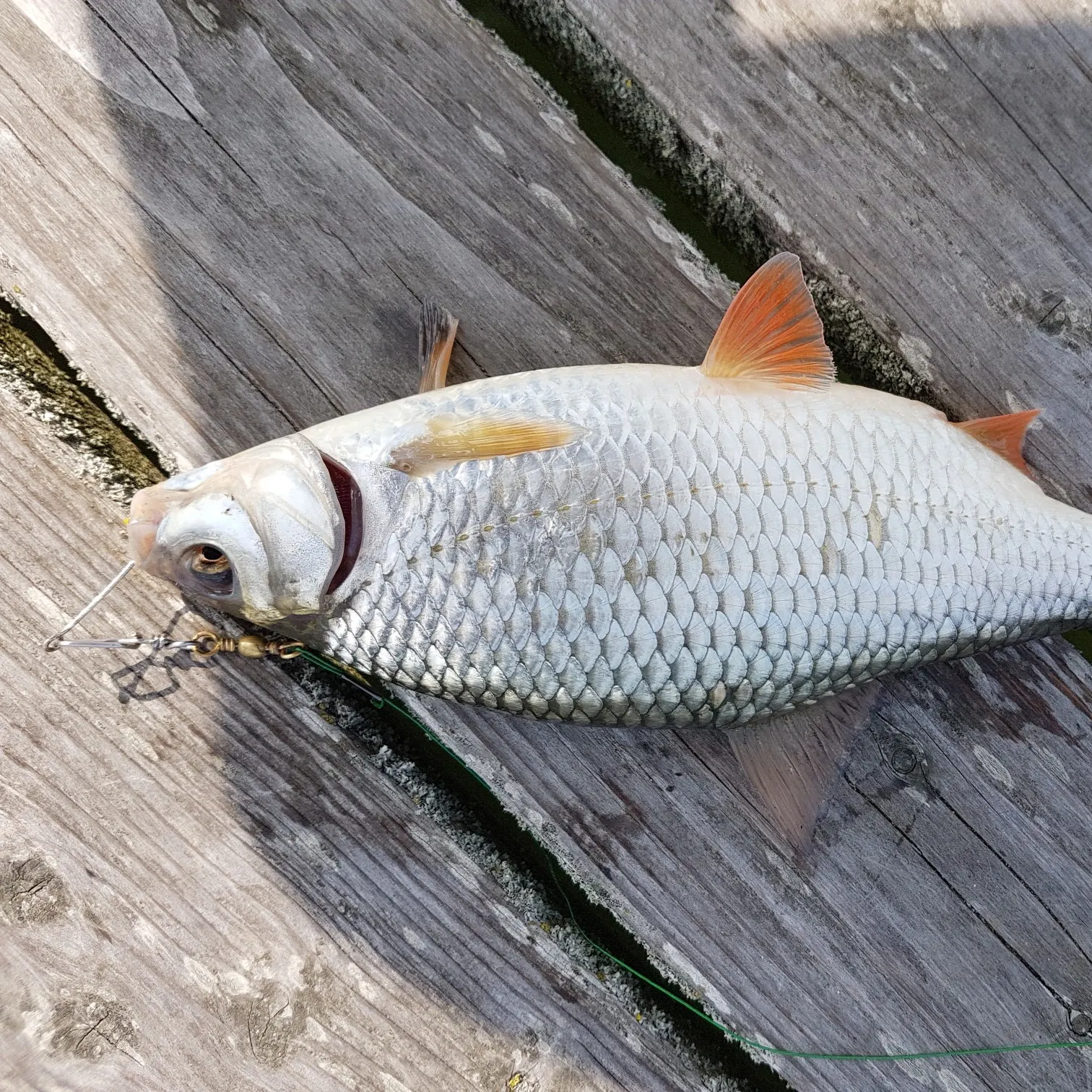 recently logged catches