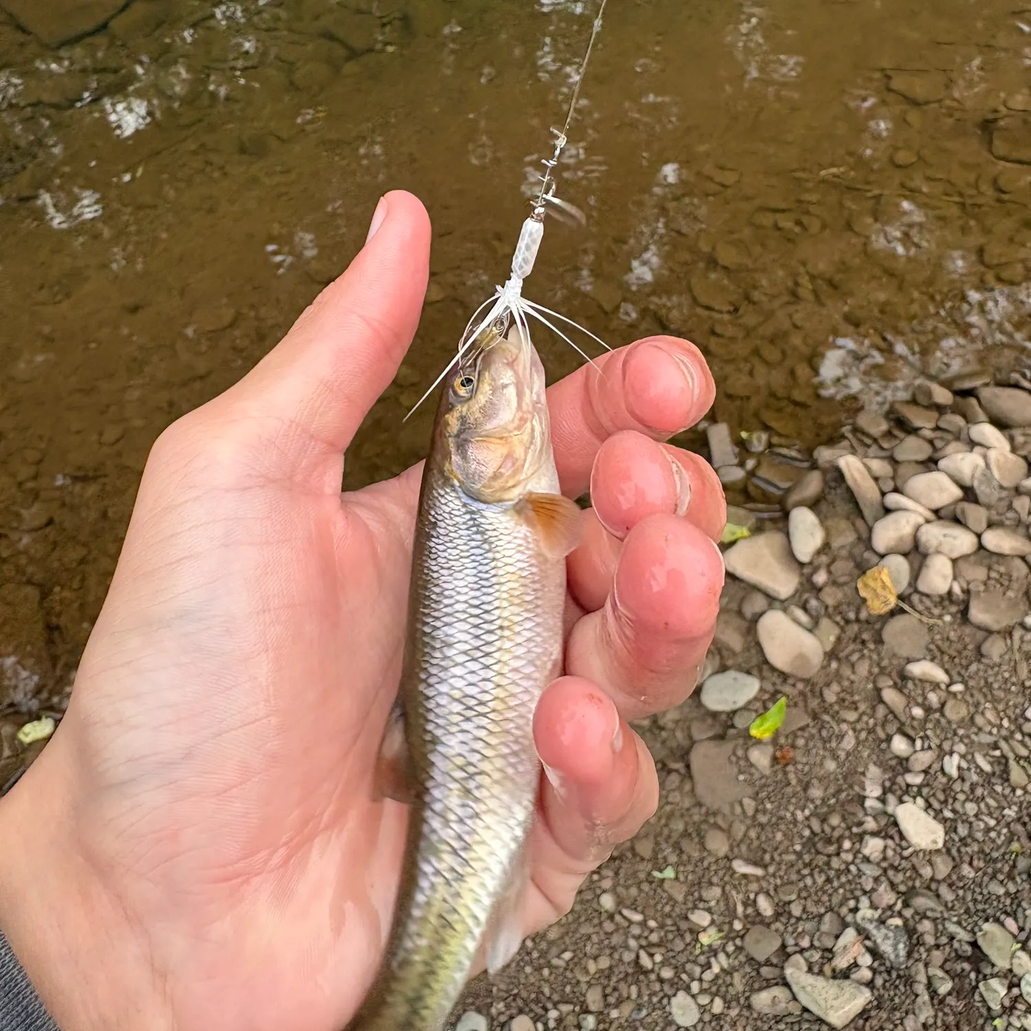 Creek chub caught on Fishbrain