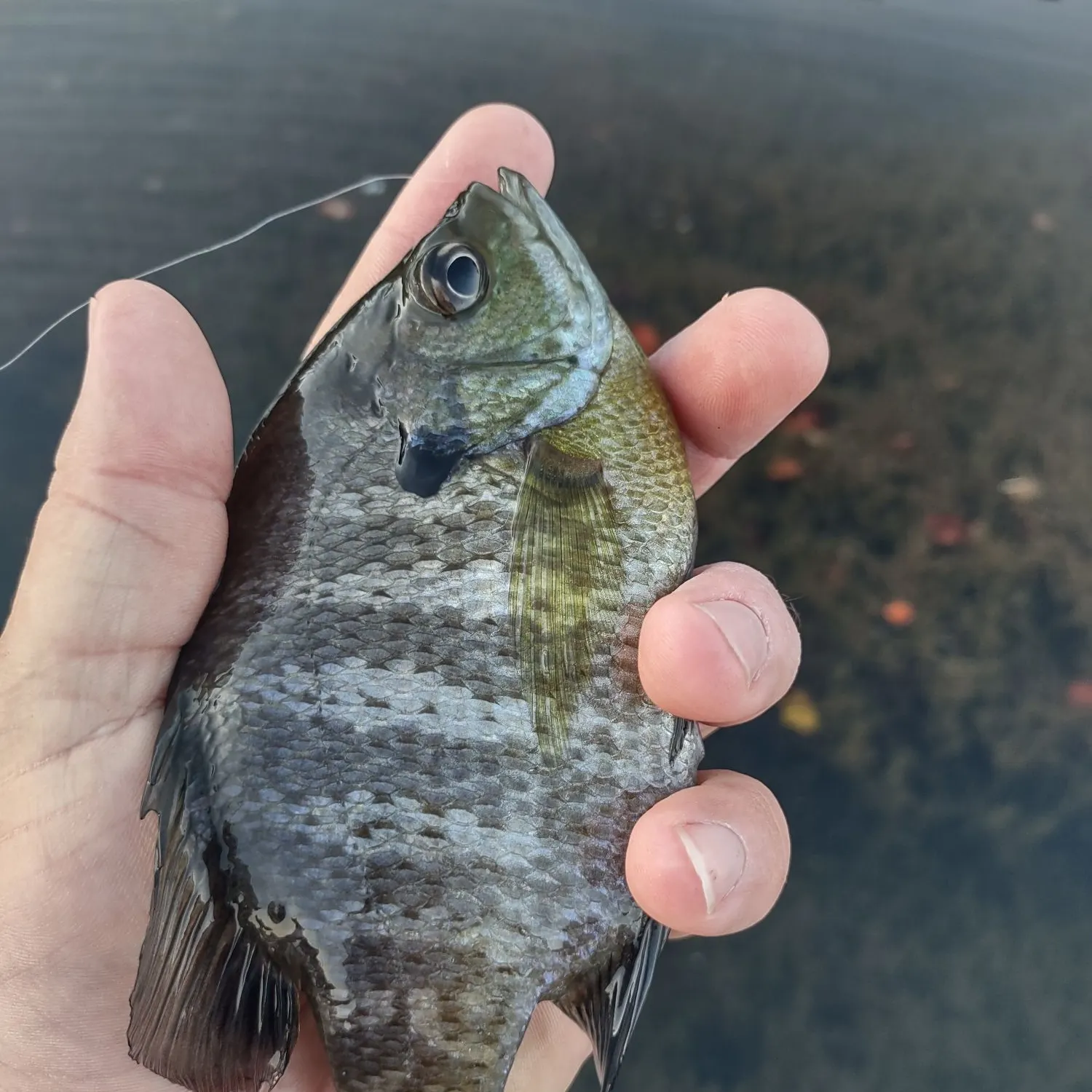 Bluegill caught on Fishbrain