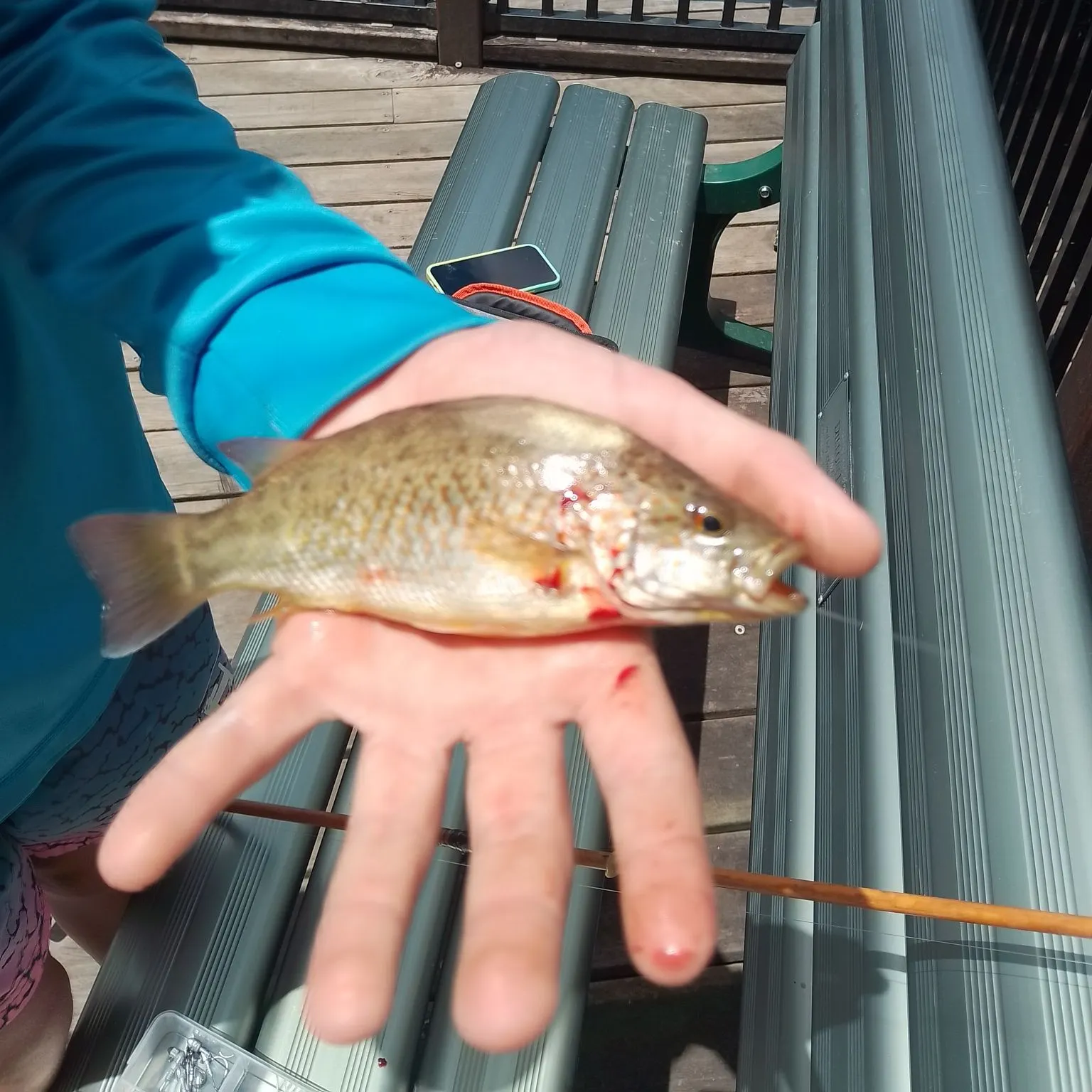 The most recent Spangled perch catches on Fishbrain