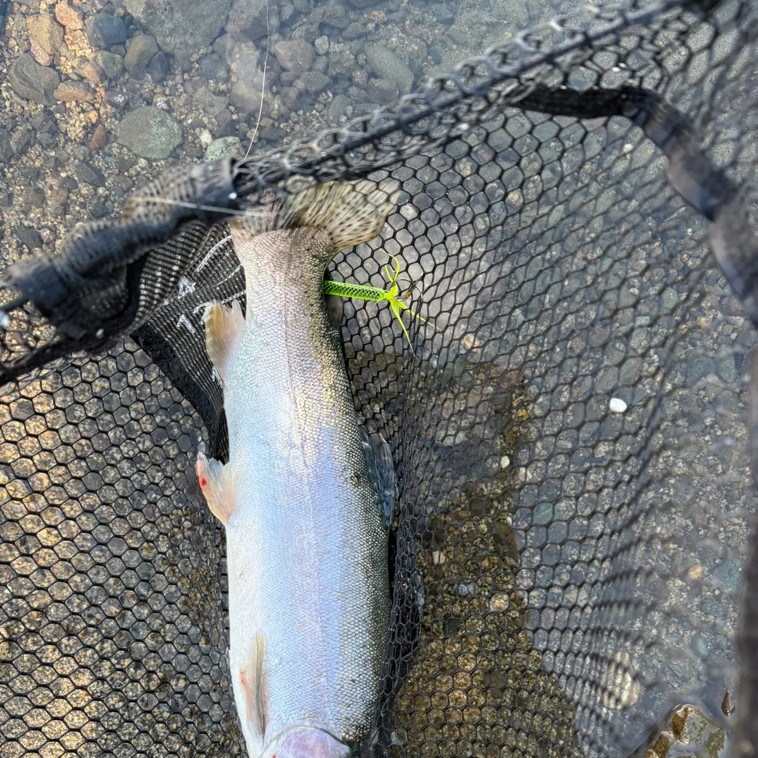 Rainbow trout caught on Fishbrain