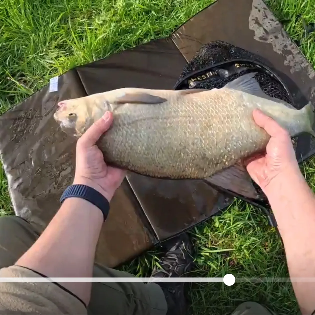 Common bream caught on Fishbrain