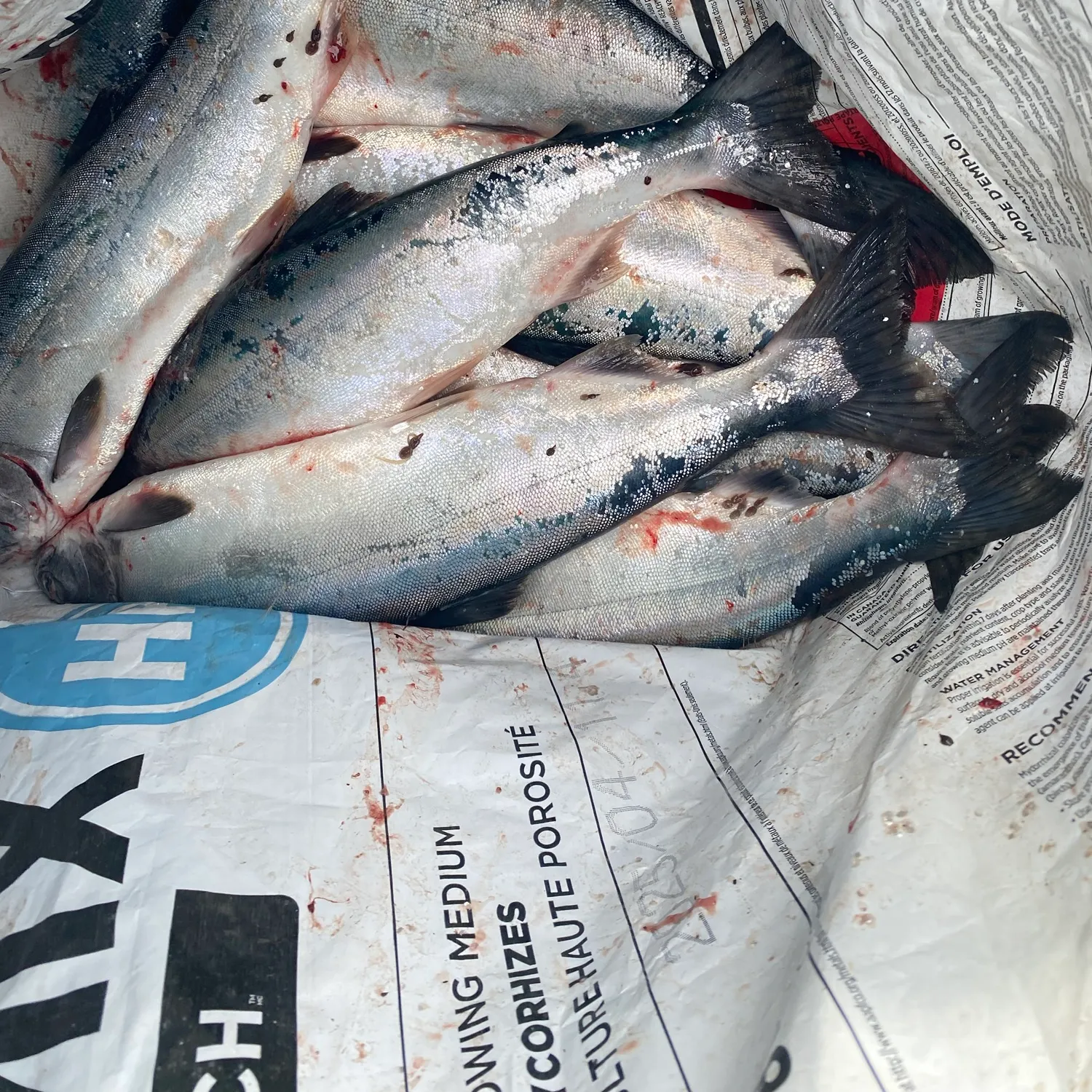 The most recent Pink salmon catches on Fishbrain