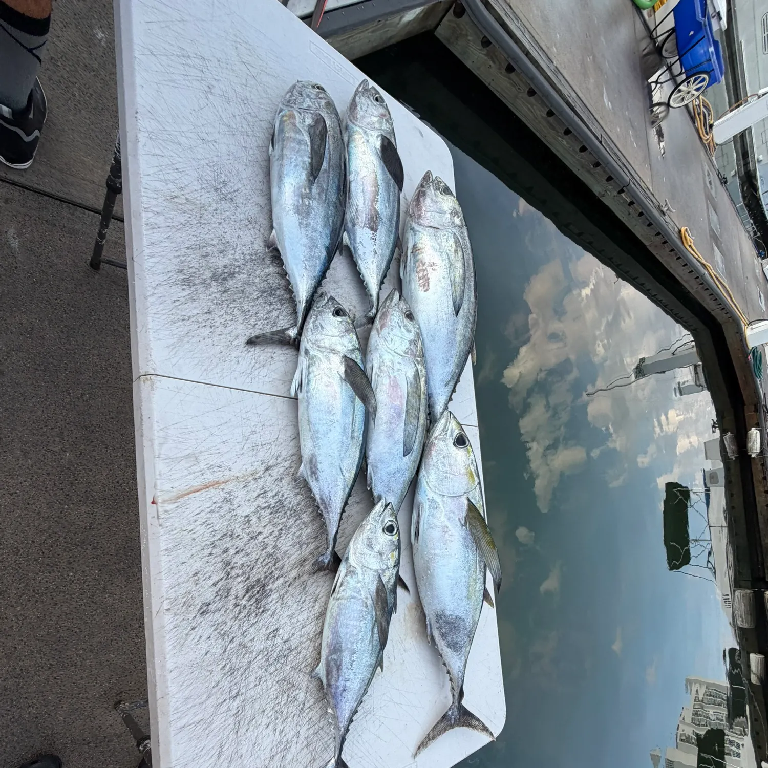 The most recent Bentfin devil ray catches on Fishbrain