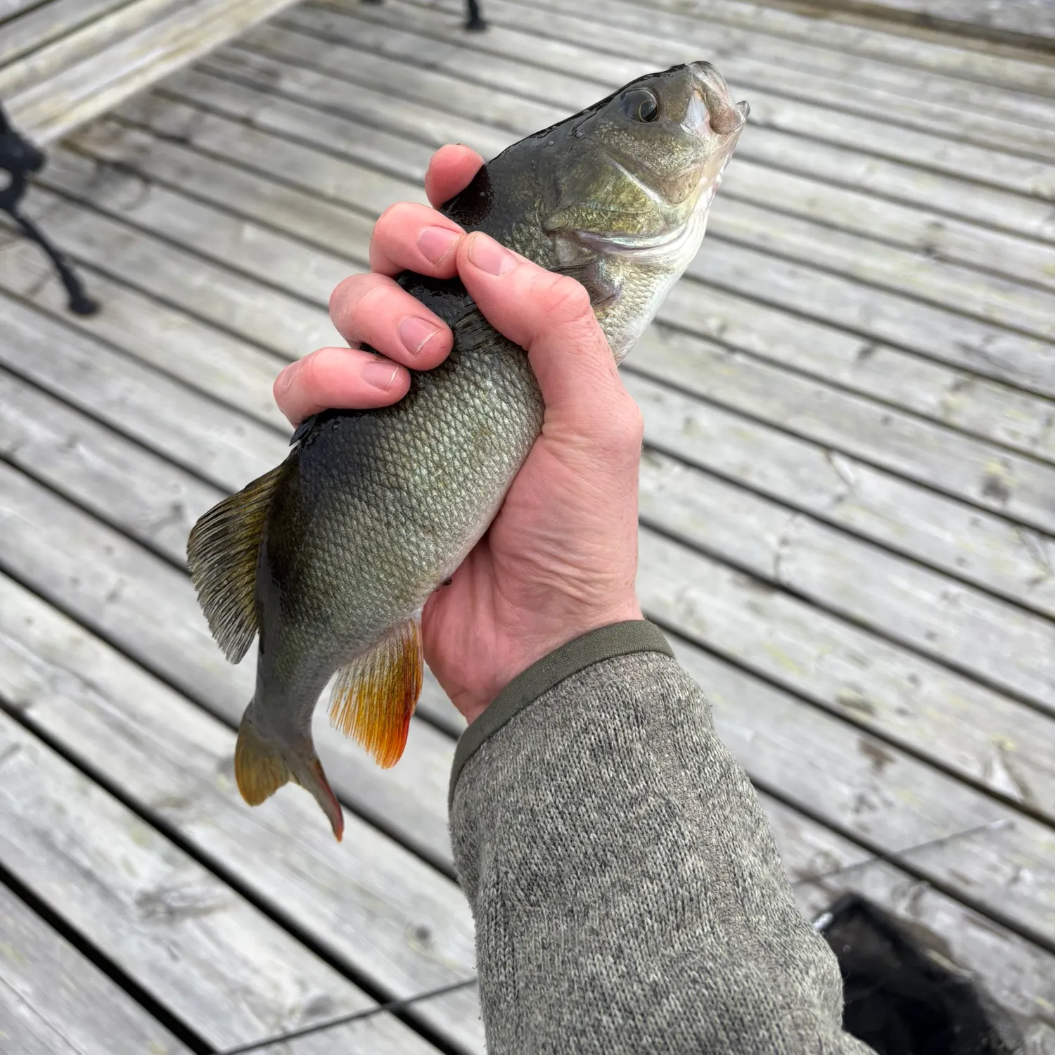 European perch caught on Fishbrain
