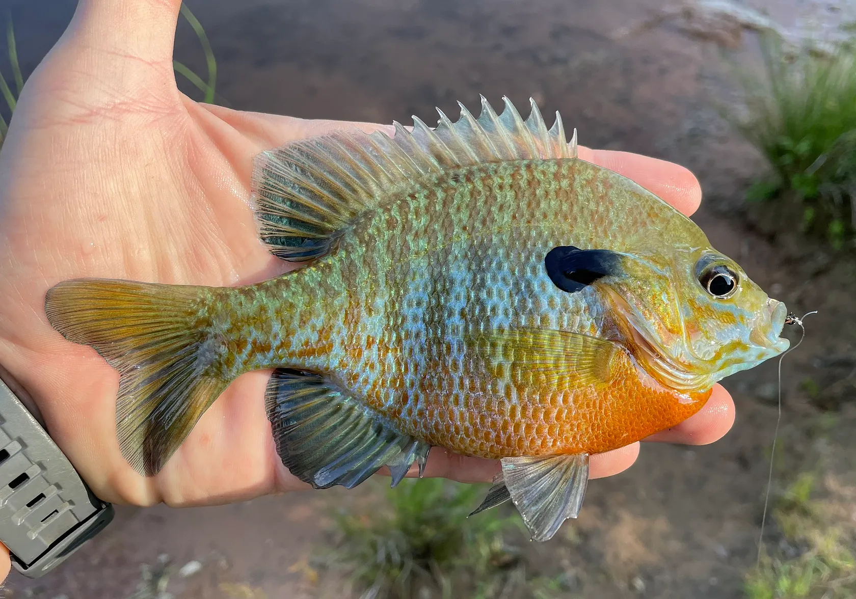 Redbreast sunfish x bluegill