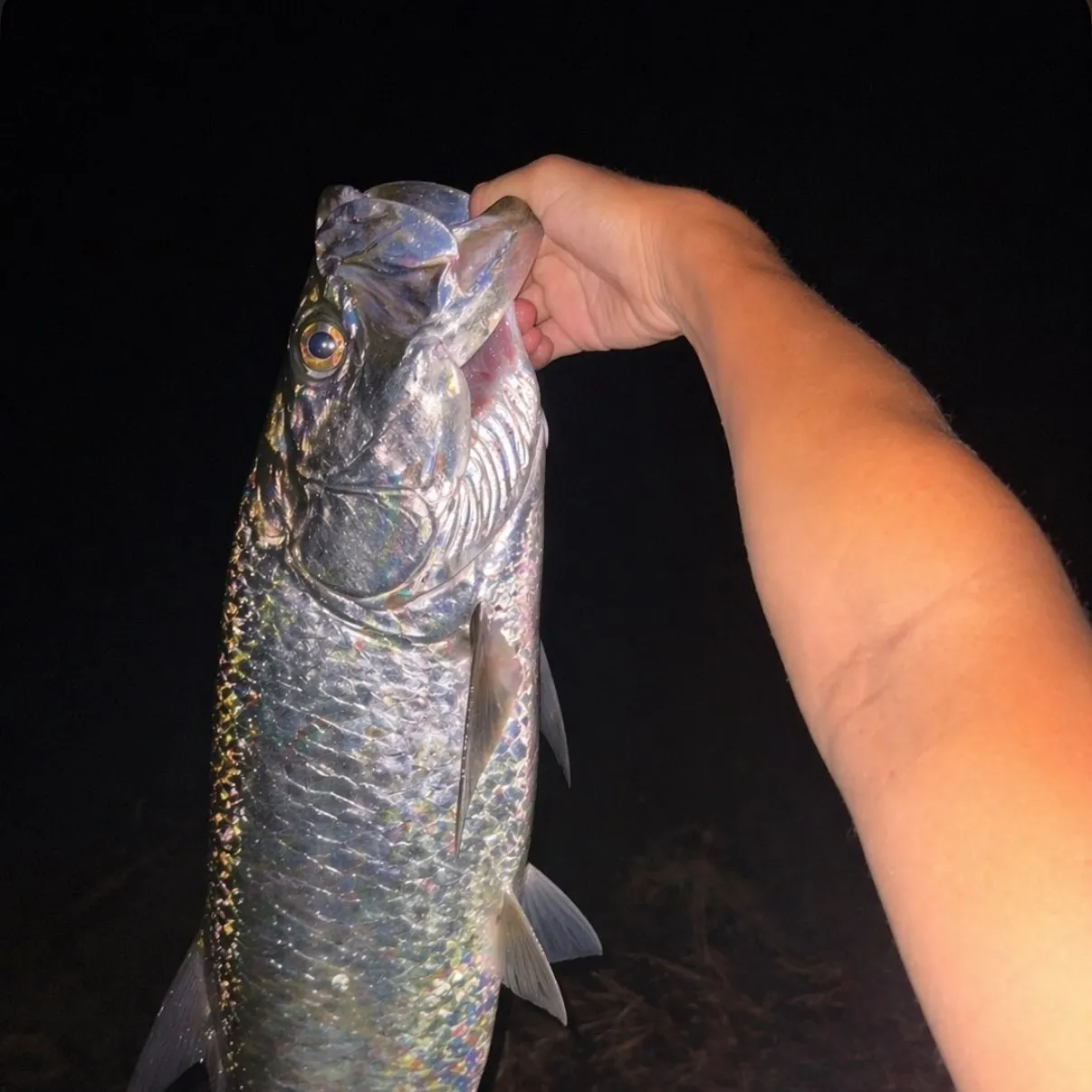 The most recent Tarpon catches on Fishbrain