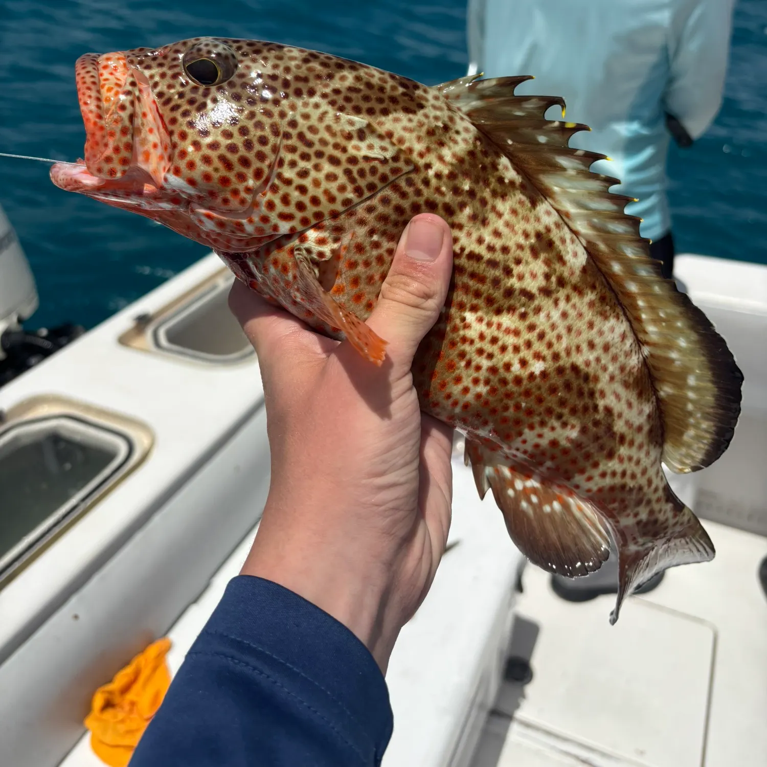 The most recent Red hind grouper catches on Fishbrain
