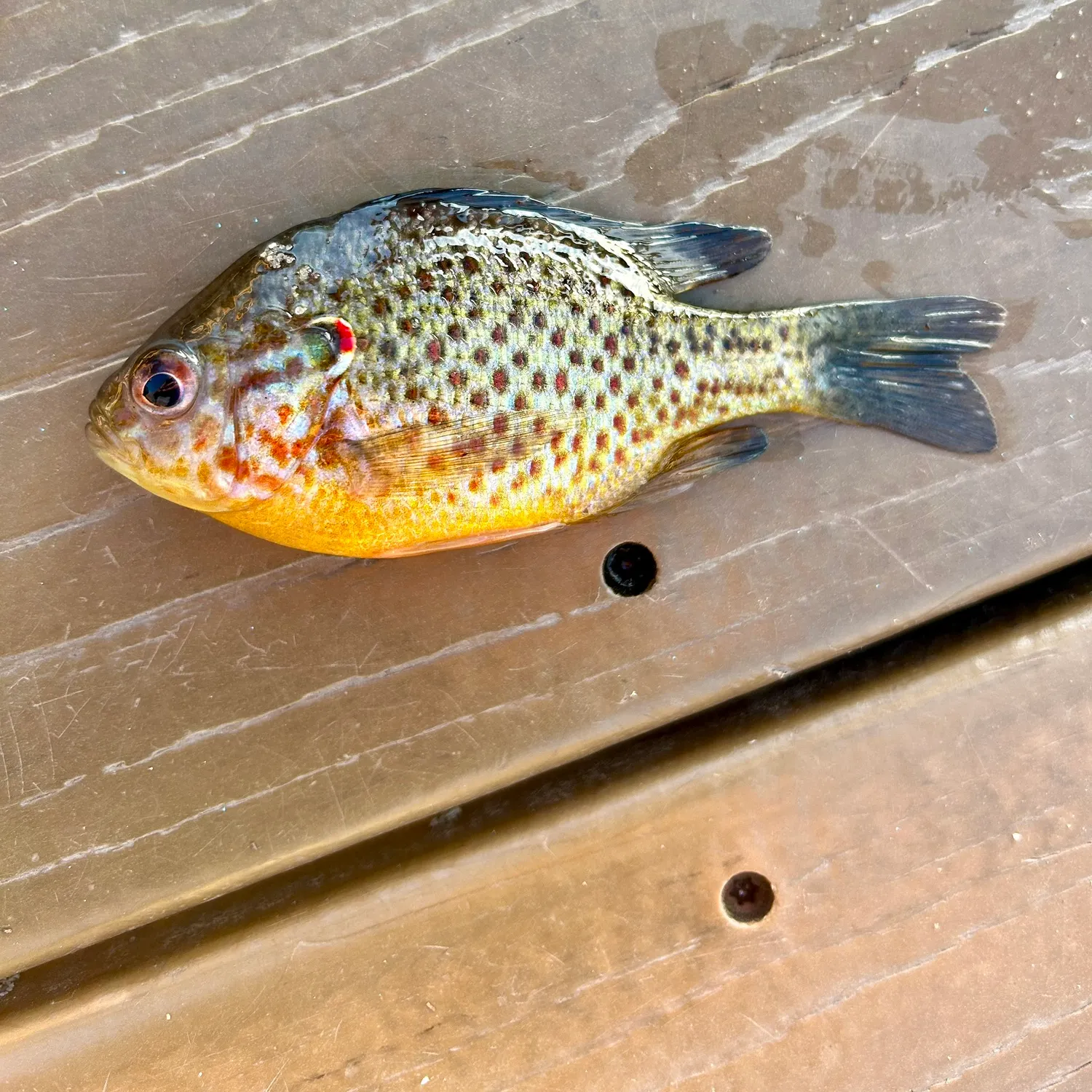 The most recent Pumpkinseed catches on Fishbrain