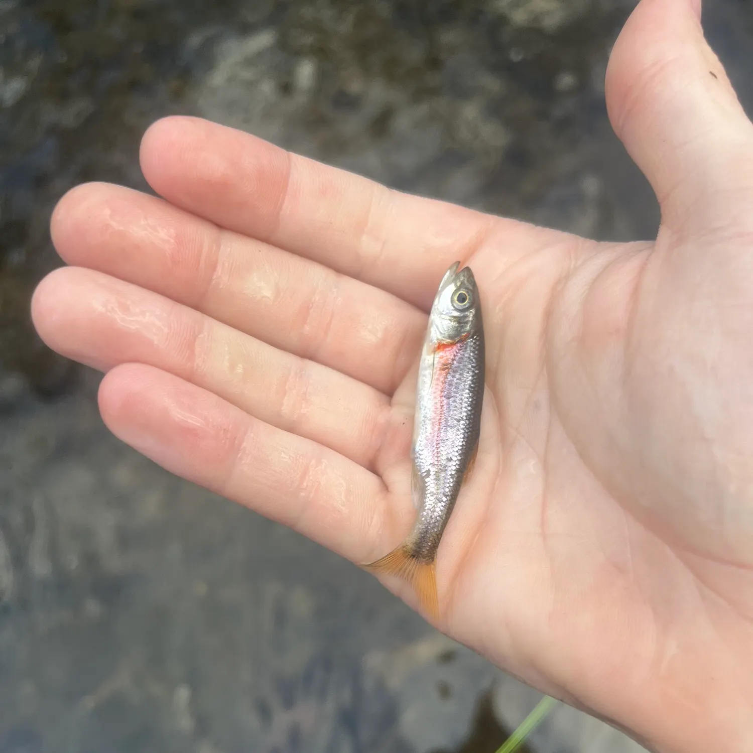 The most recent Rosyside dace catches on Fishbrain