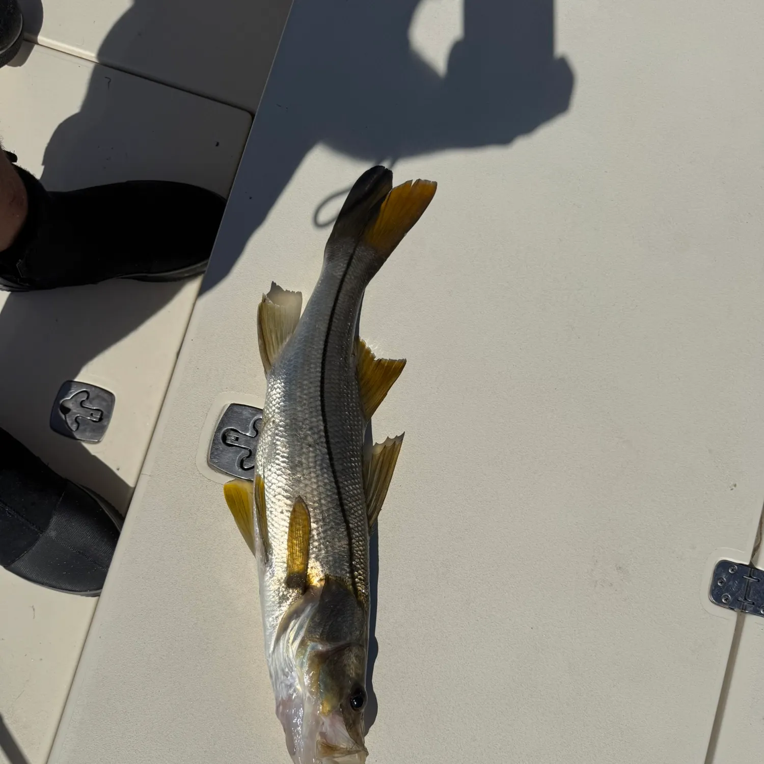 The most recent Common snook catches on Fishbrain
