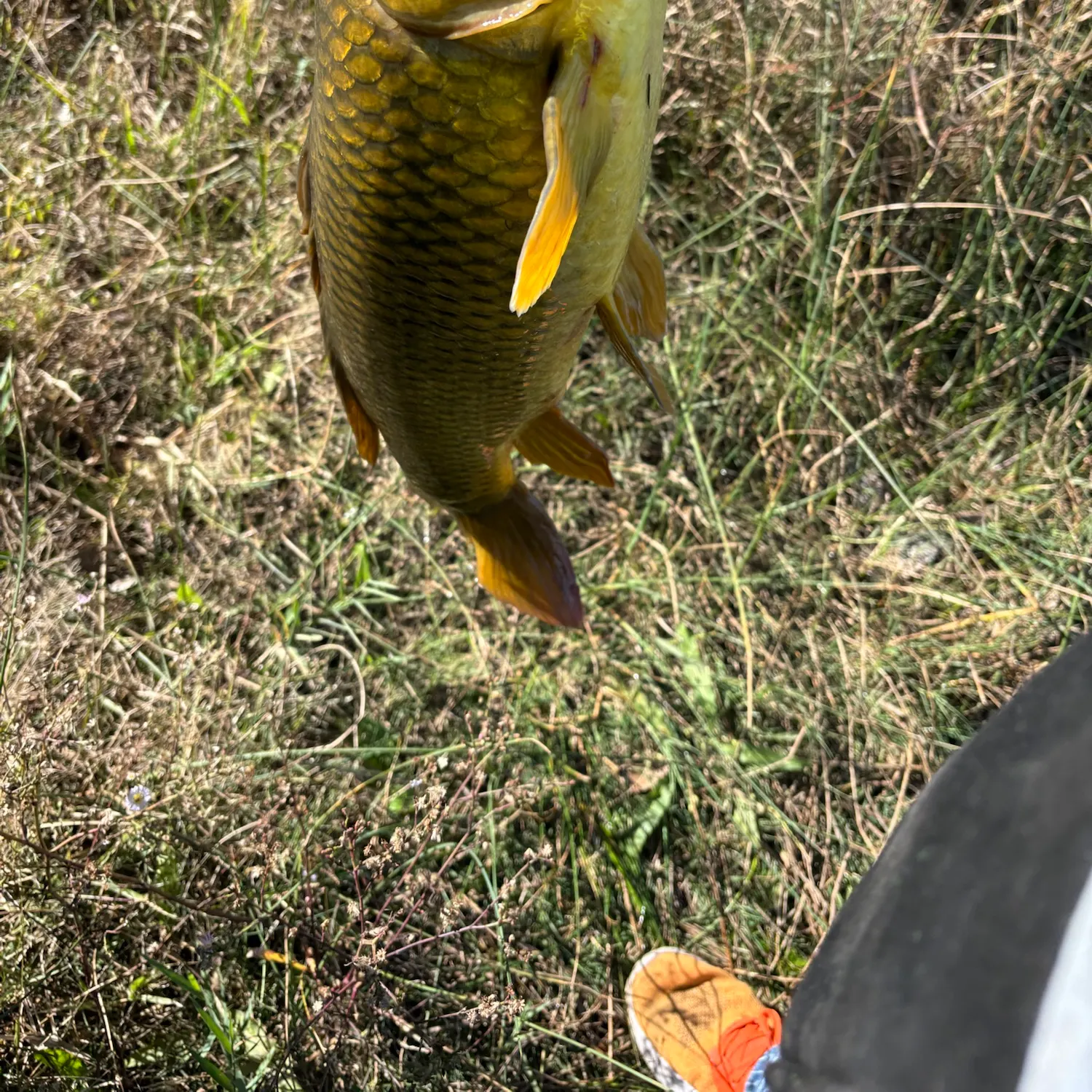 Common carp caught on Fishbrain
