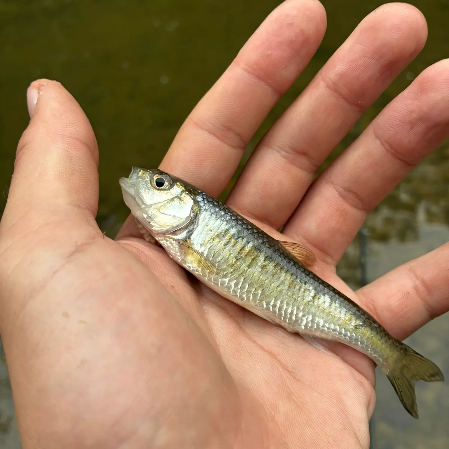 Striped shiner caught on Fishbrain