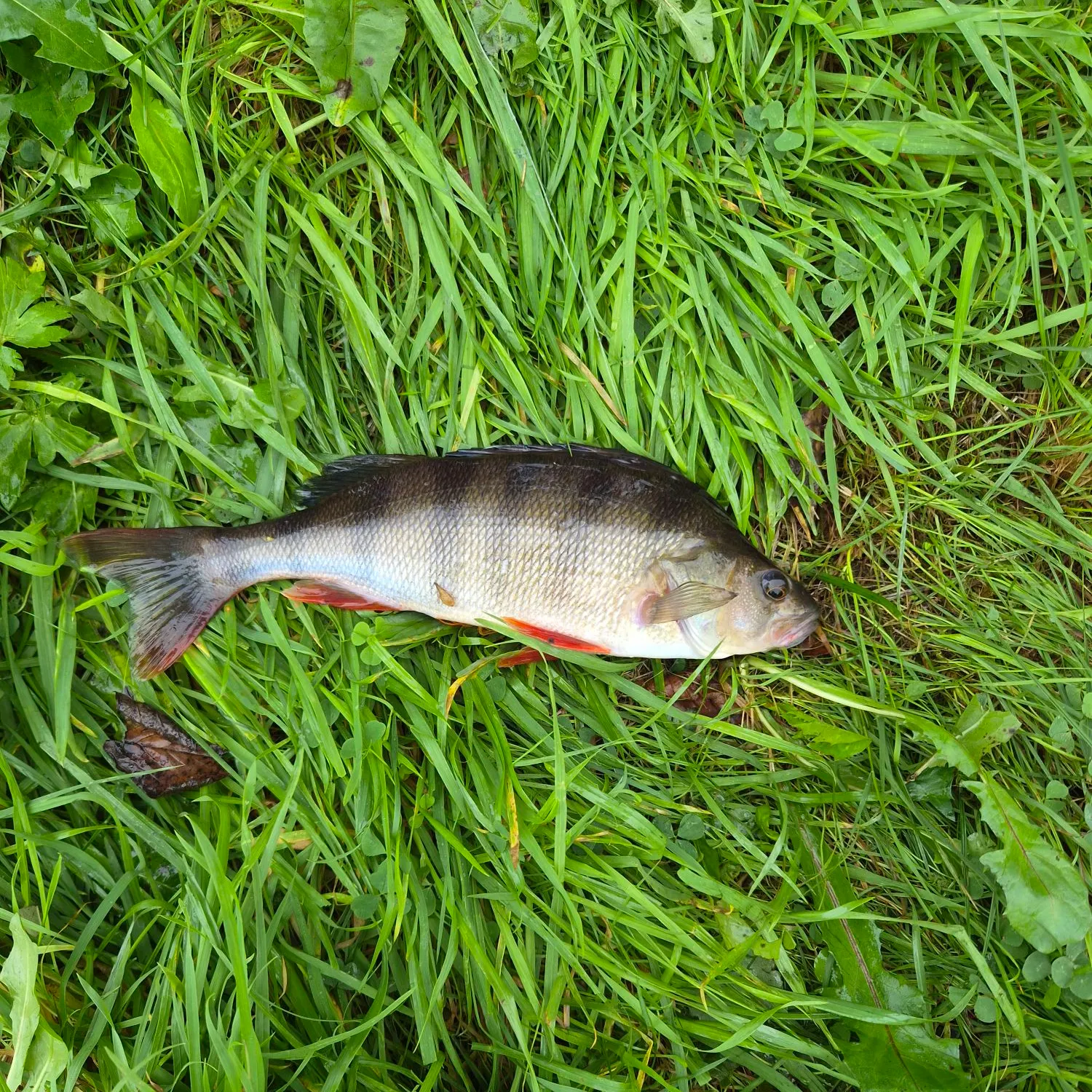 European perch caught on Fishbrain