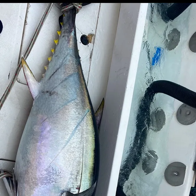 The most recent Atlantic bluefin tuna catches on Fishbrain