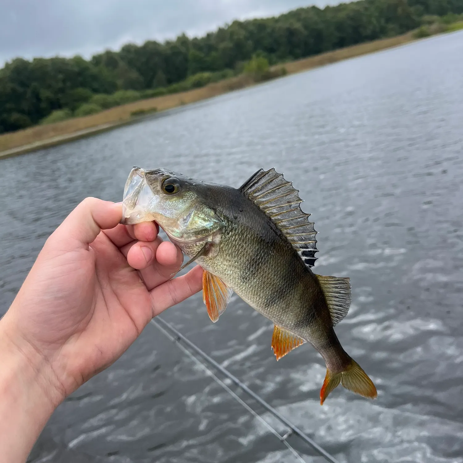 European perch caught on Fishbrain