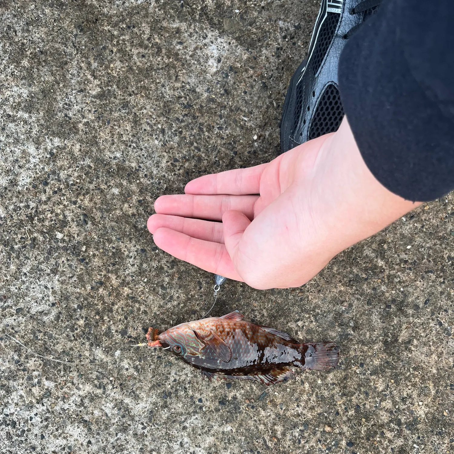 Ballan wrasse caught on Fishbrain