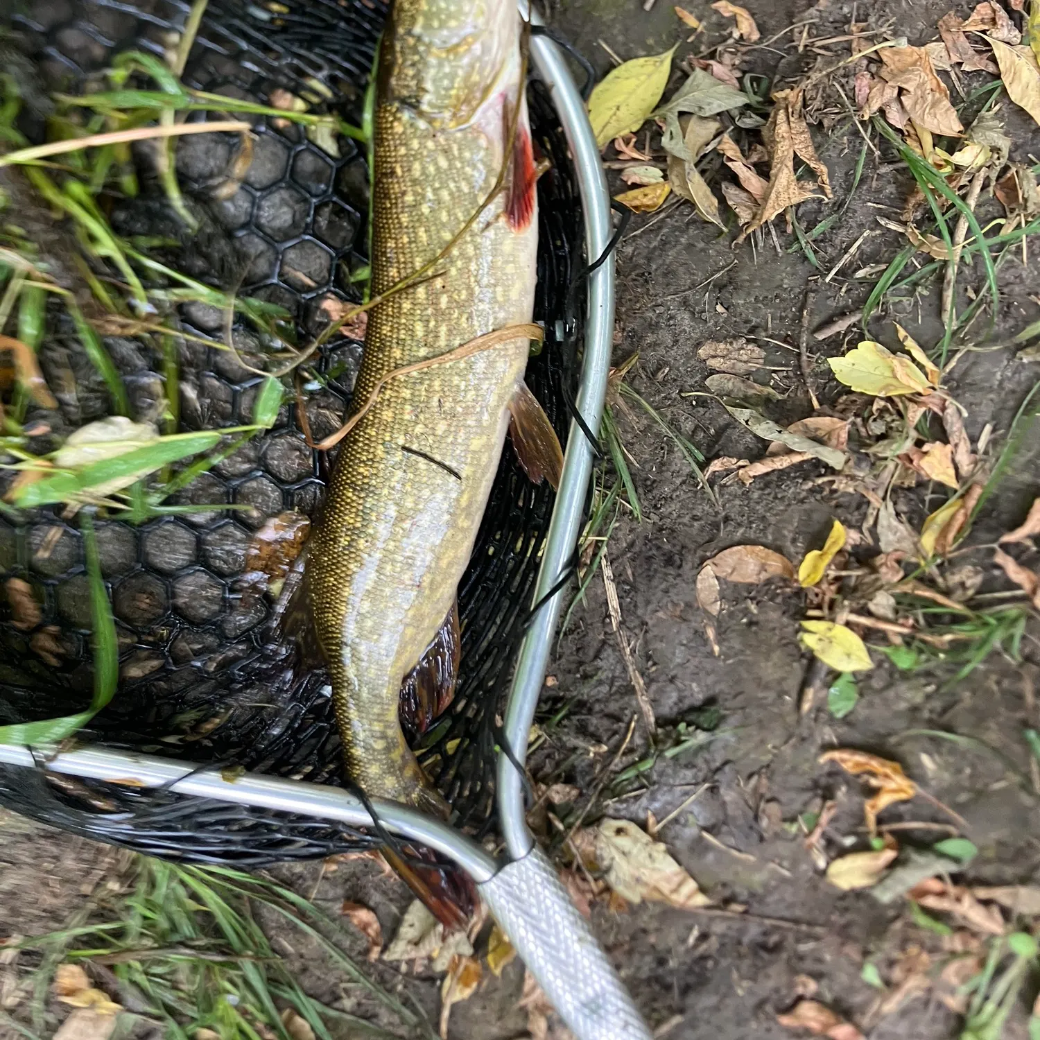 Northern pike caught on Fishbrain