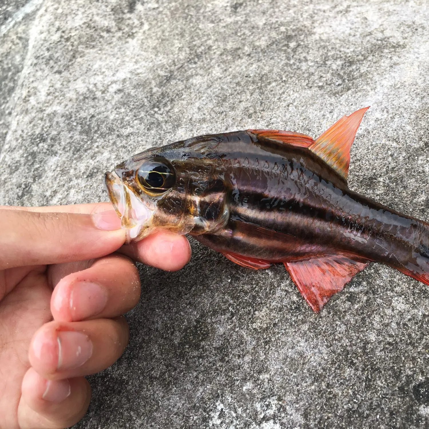 The most popular recent Sydney cardinalfish catch on Fishbrain