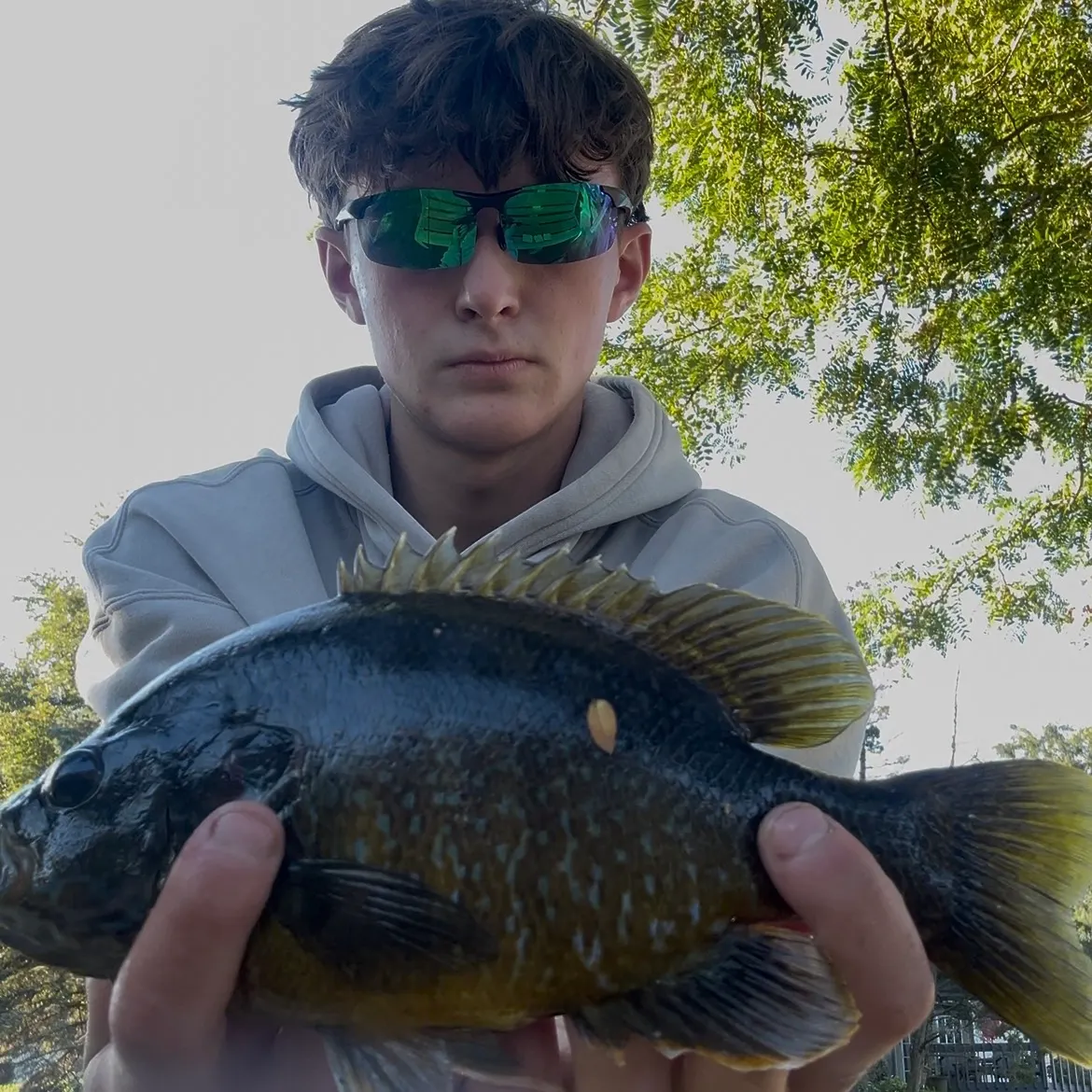 Greengill hybrid caught on Fishbrain