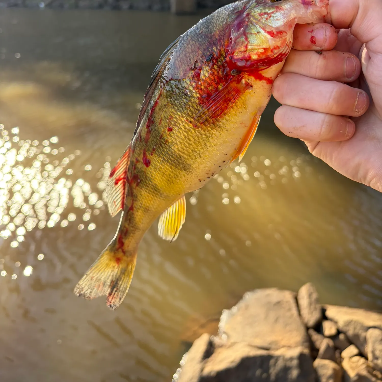 The most recent European perch catches on Fishbrain