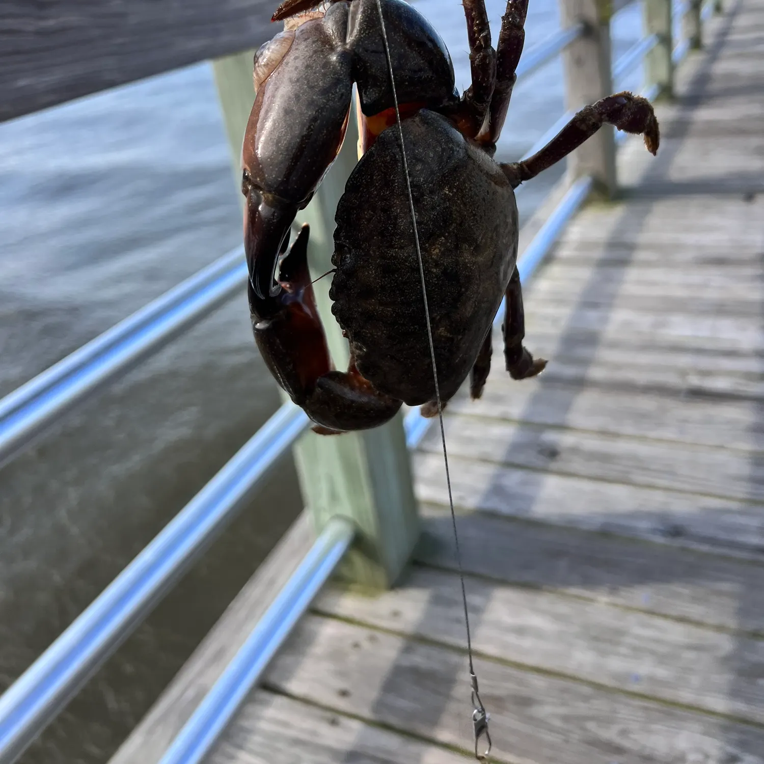 The most recent Florida stone crab catches on Fishbrain