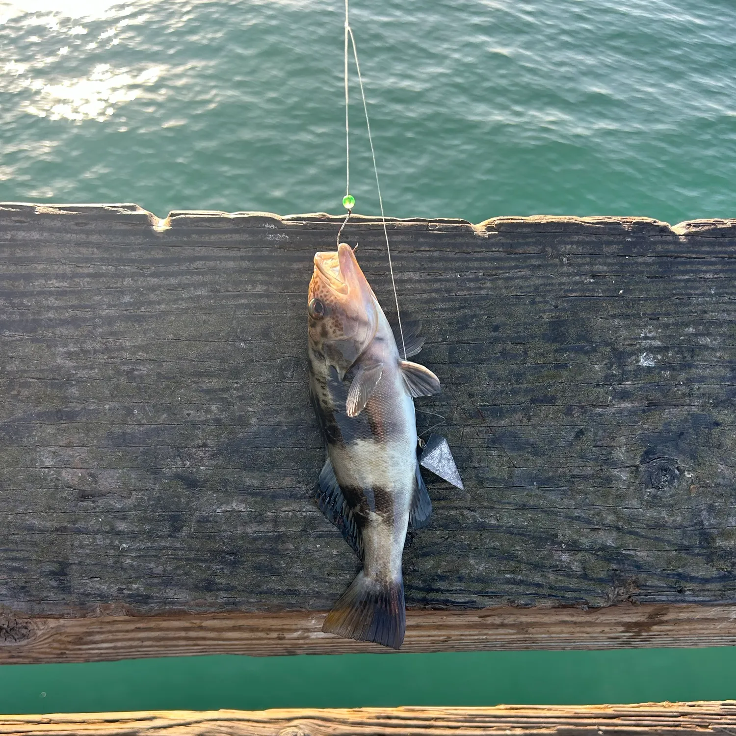 Barred sand bass caught on Fishbrain