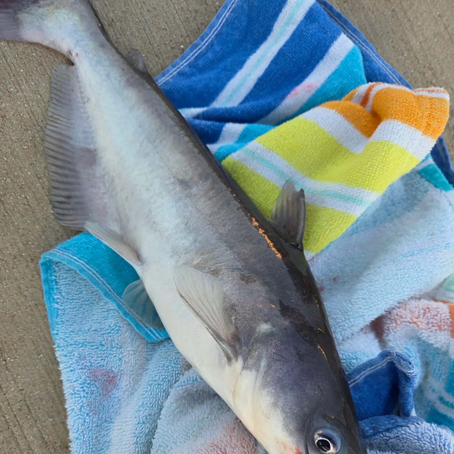 Blue catfish caught on Fishbrain