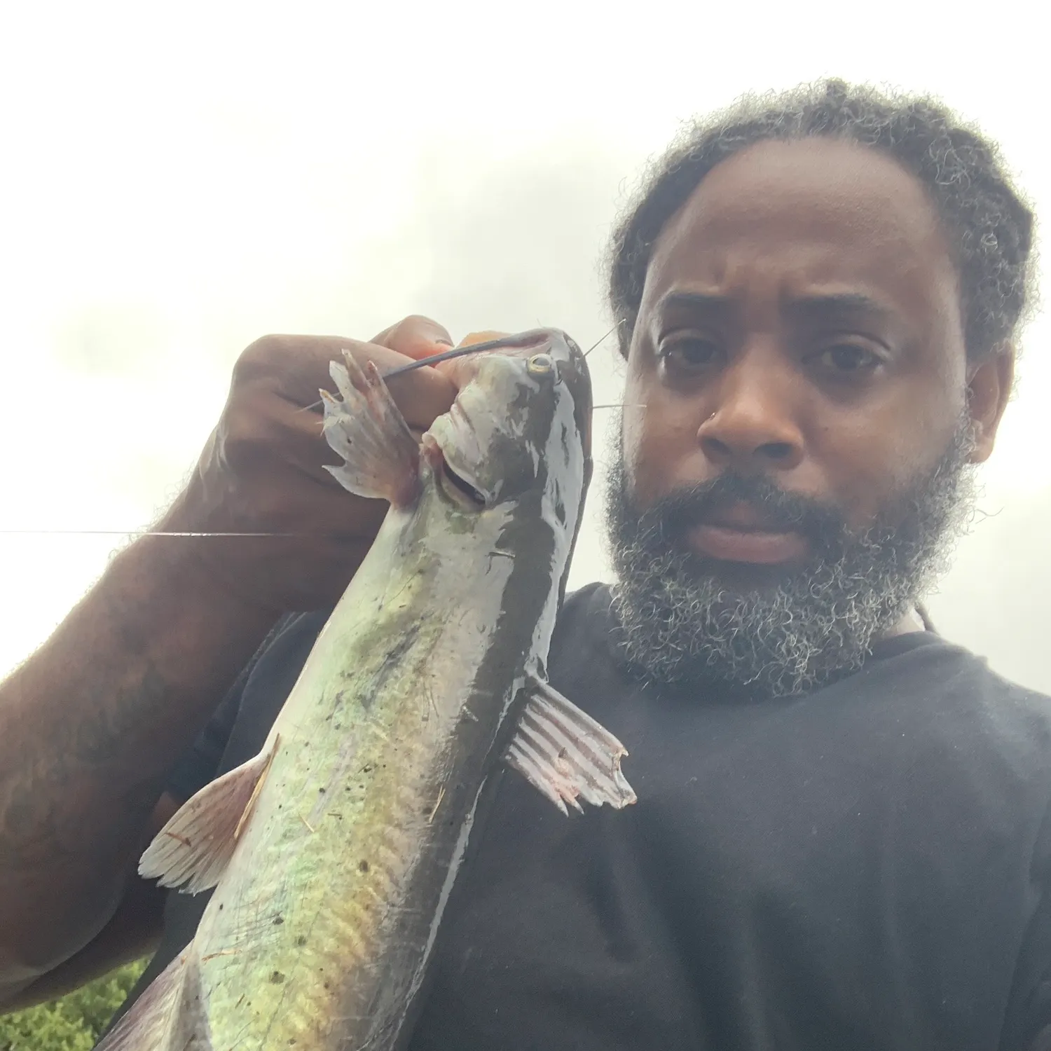 Channel catfish caught on Fishbrain