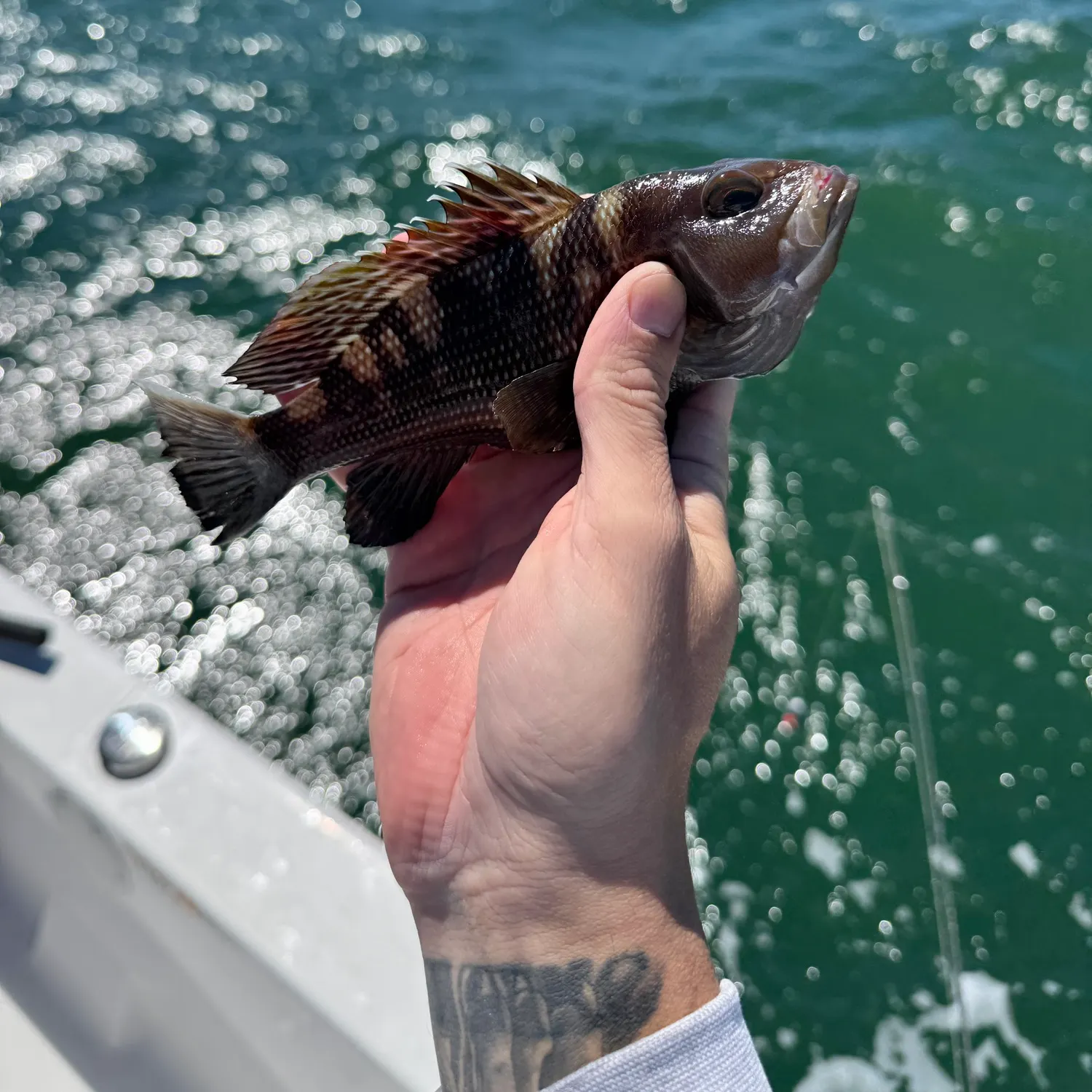 Black sea bass caught on Fishbrain