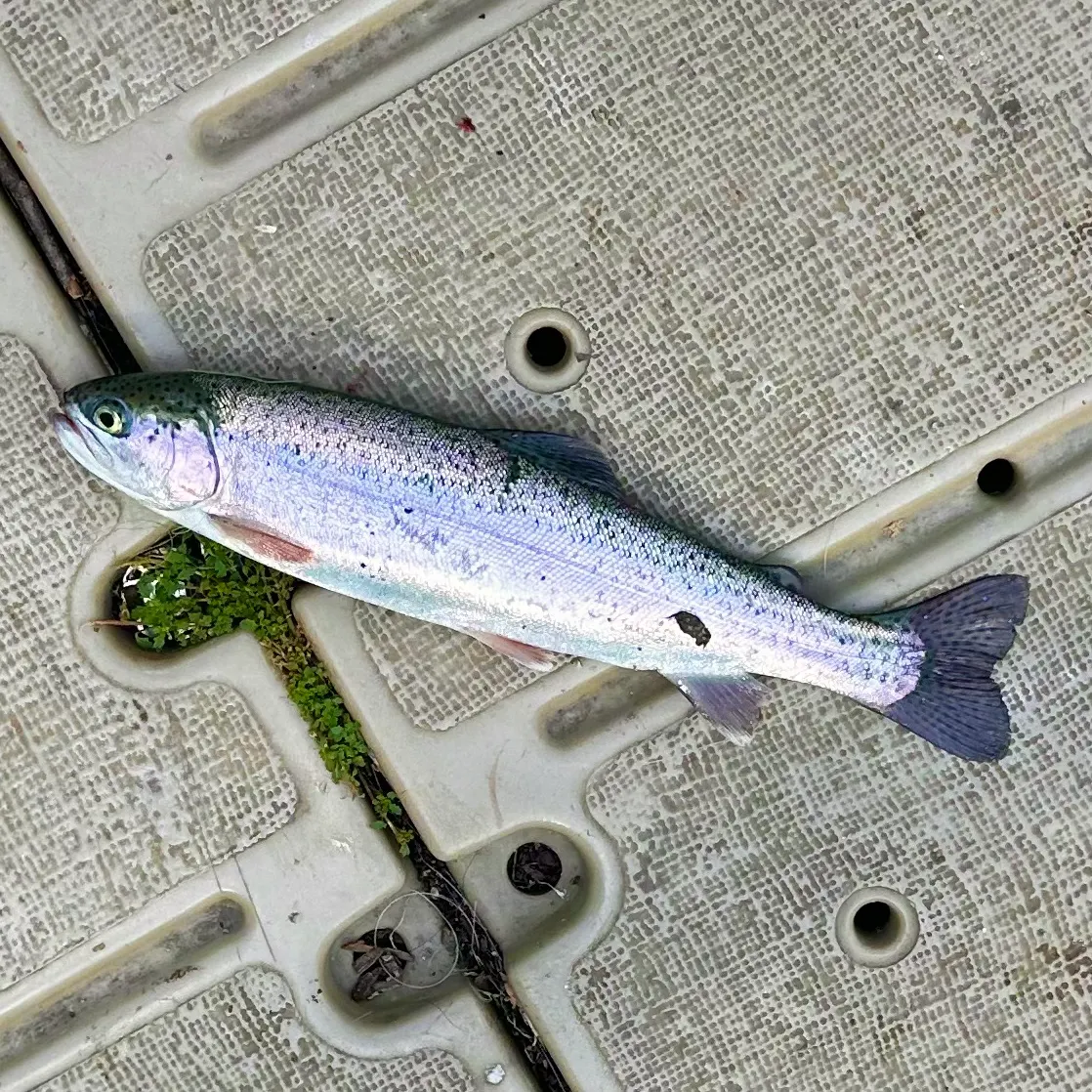 Rainbow trout caught on Fishbrain