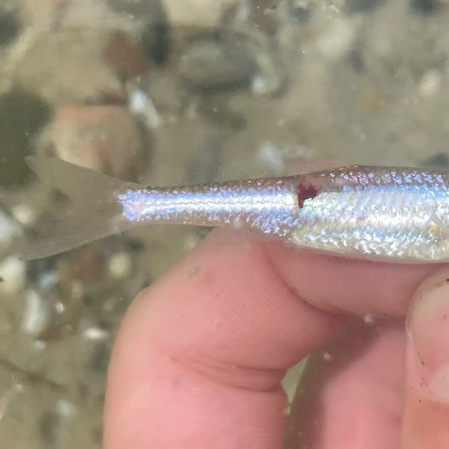 The most recent Sand shiner catches on Fishbrain